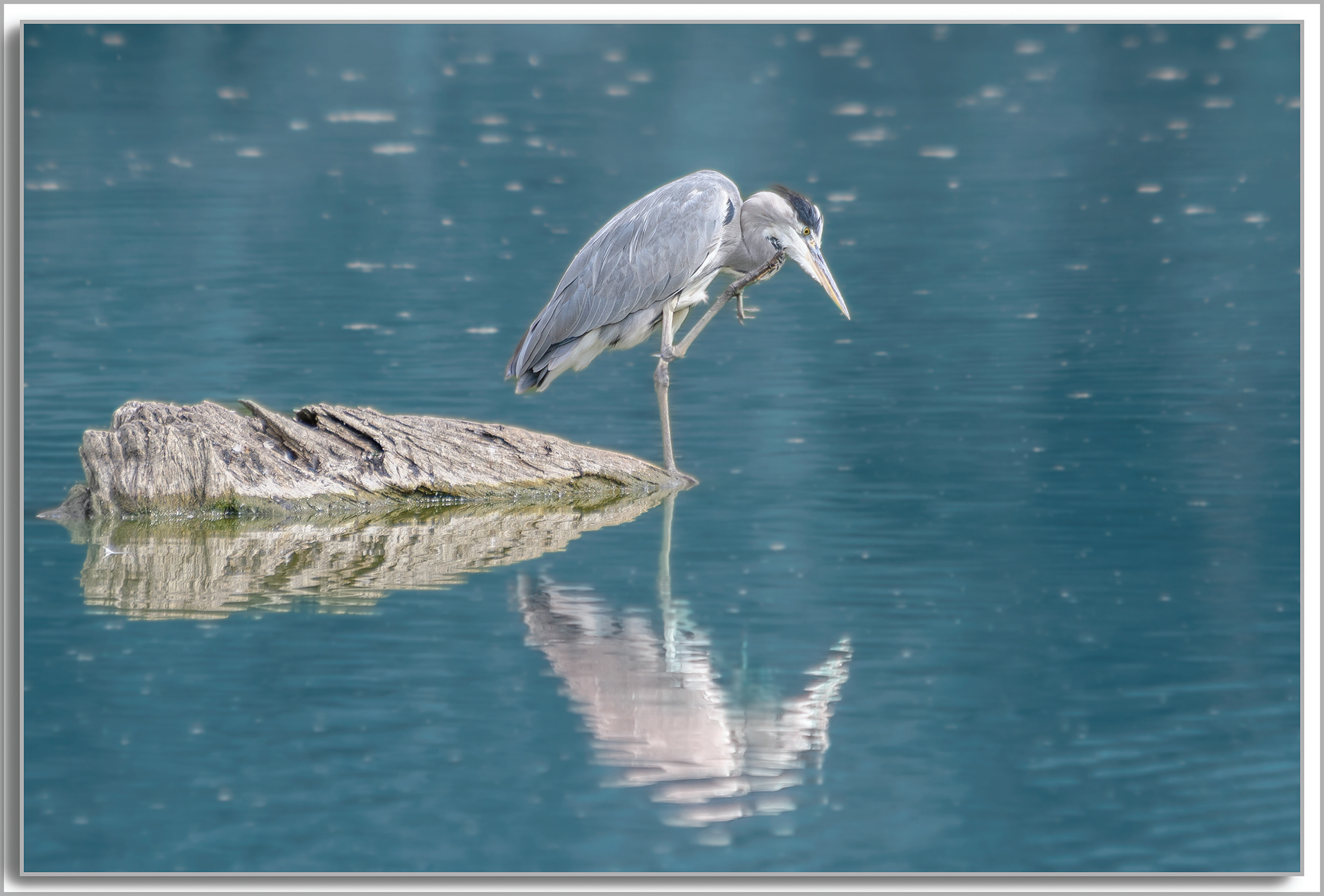 Héron cendré - Ardea Cinerea
