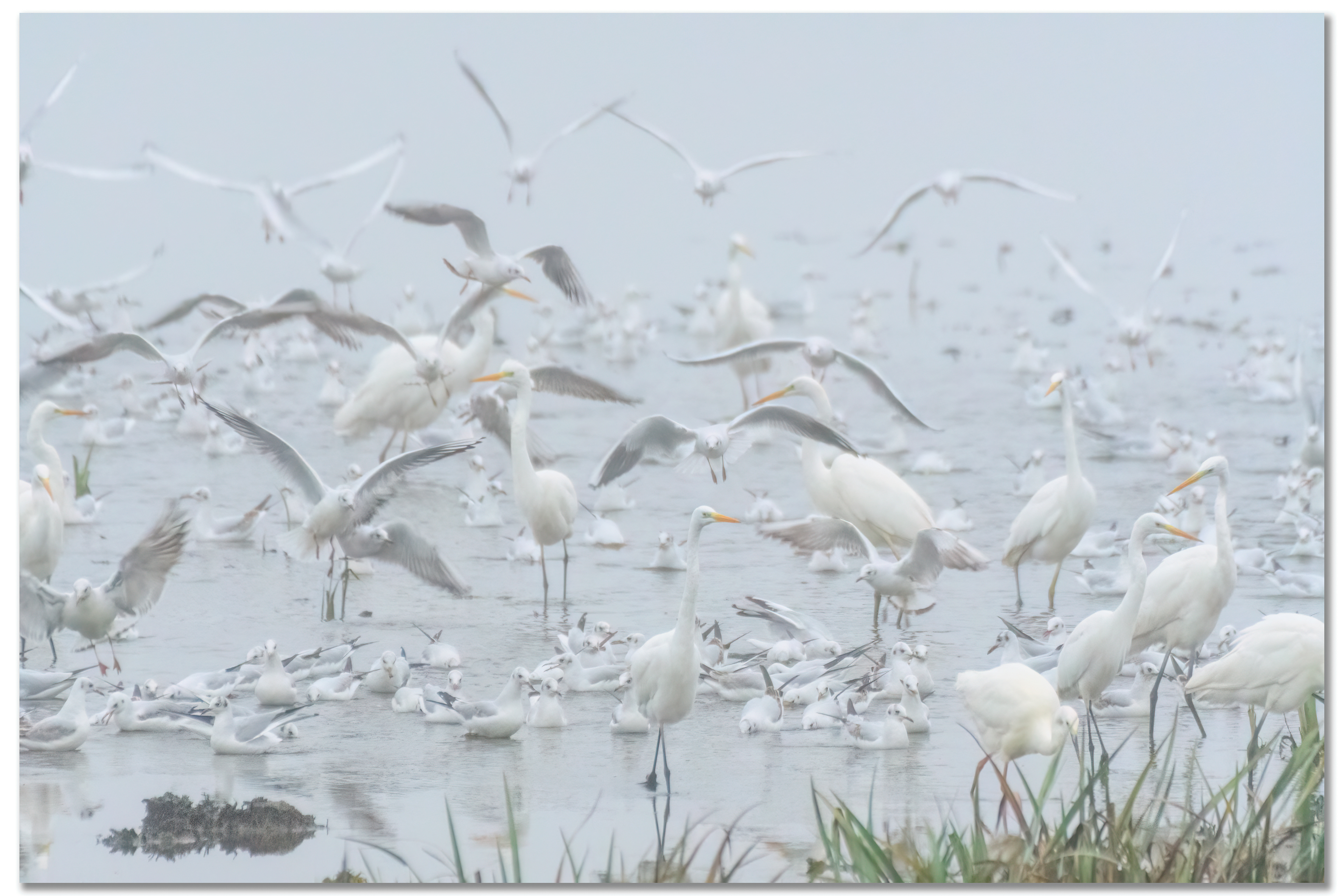 Grande Aigrette - Ardea Alba, Mouette rieuse - Chroicocephalus ridibundus