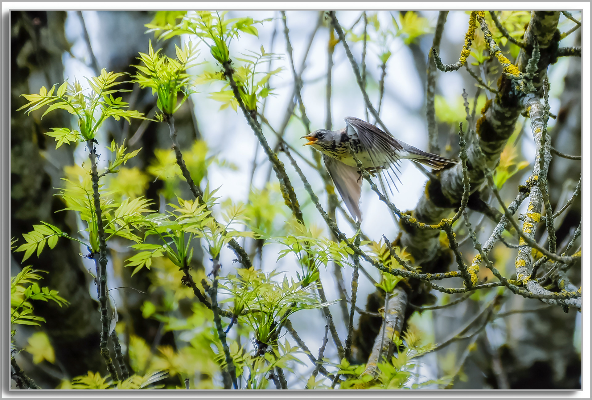 Grive litorne - Turdus pilaris
