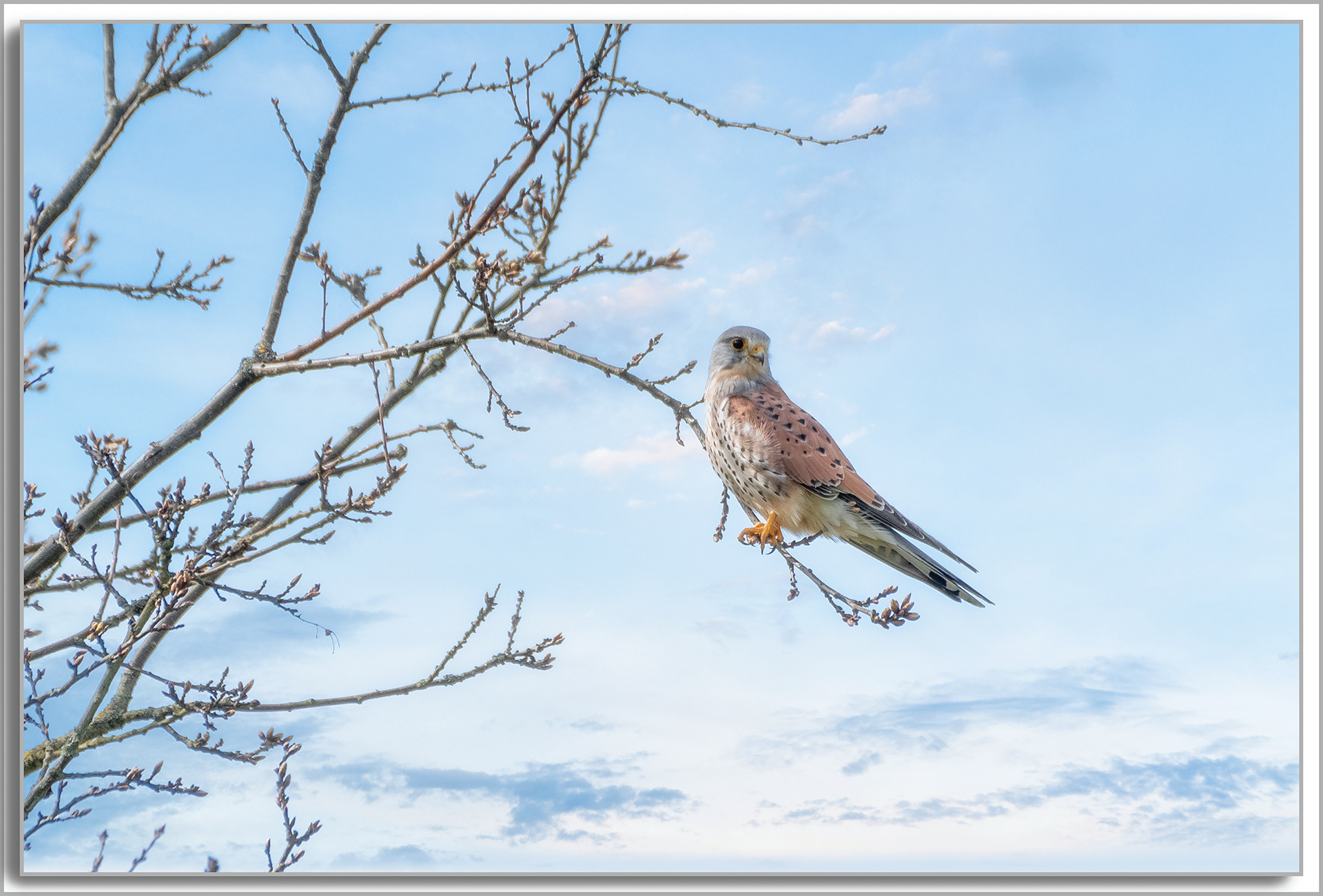 Faucon crécerelle - Falco Tinnunculus