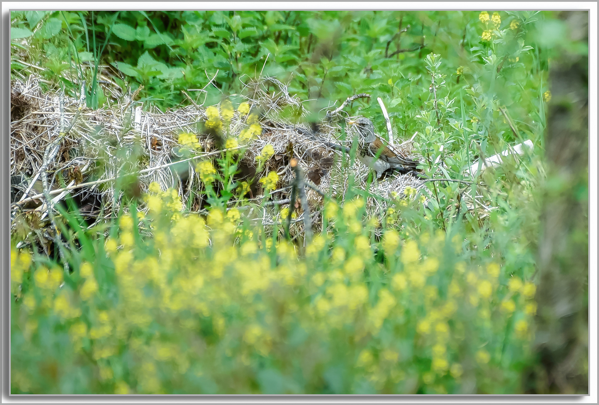 Grive litorne - Turdus pilaris