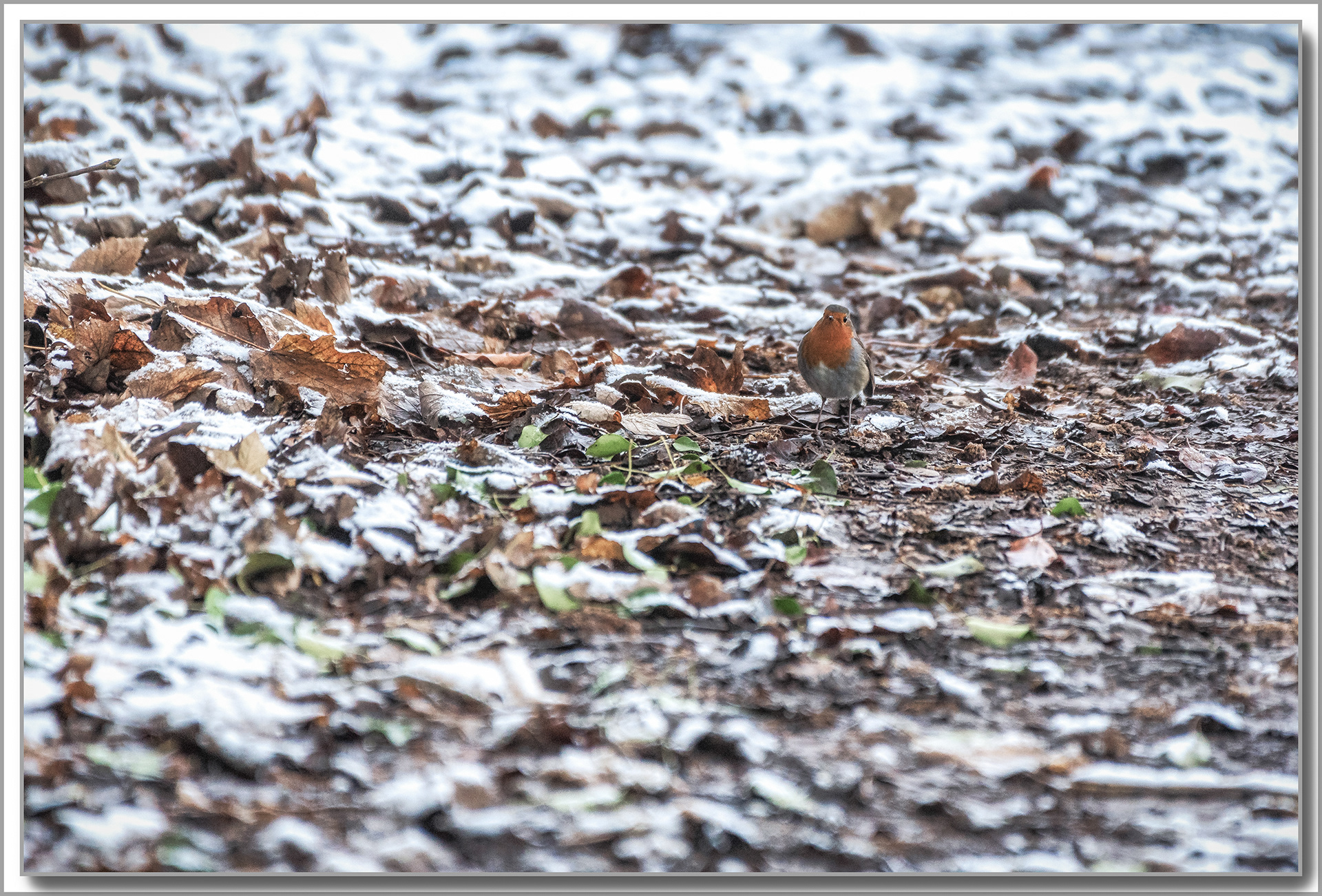 Rougegorge familier - Erithacus rubecula