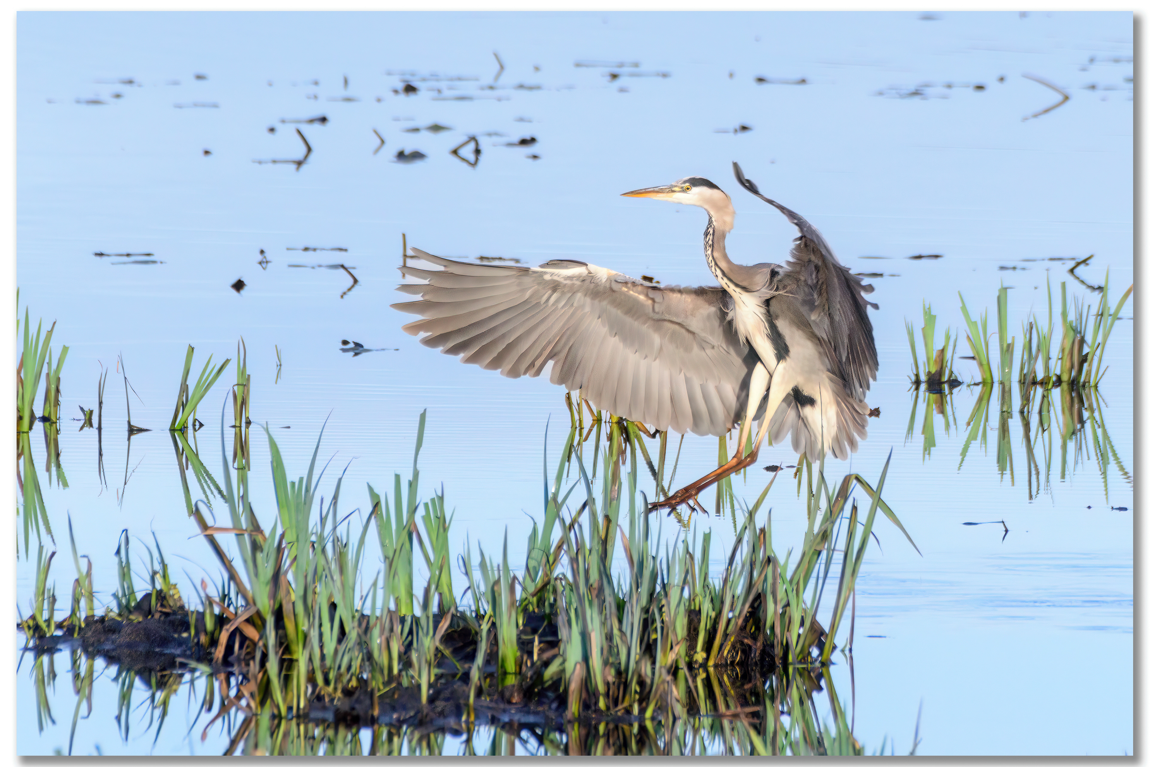 Héron cendré - Ardea Cinerea