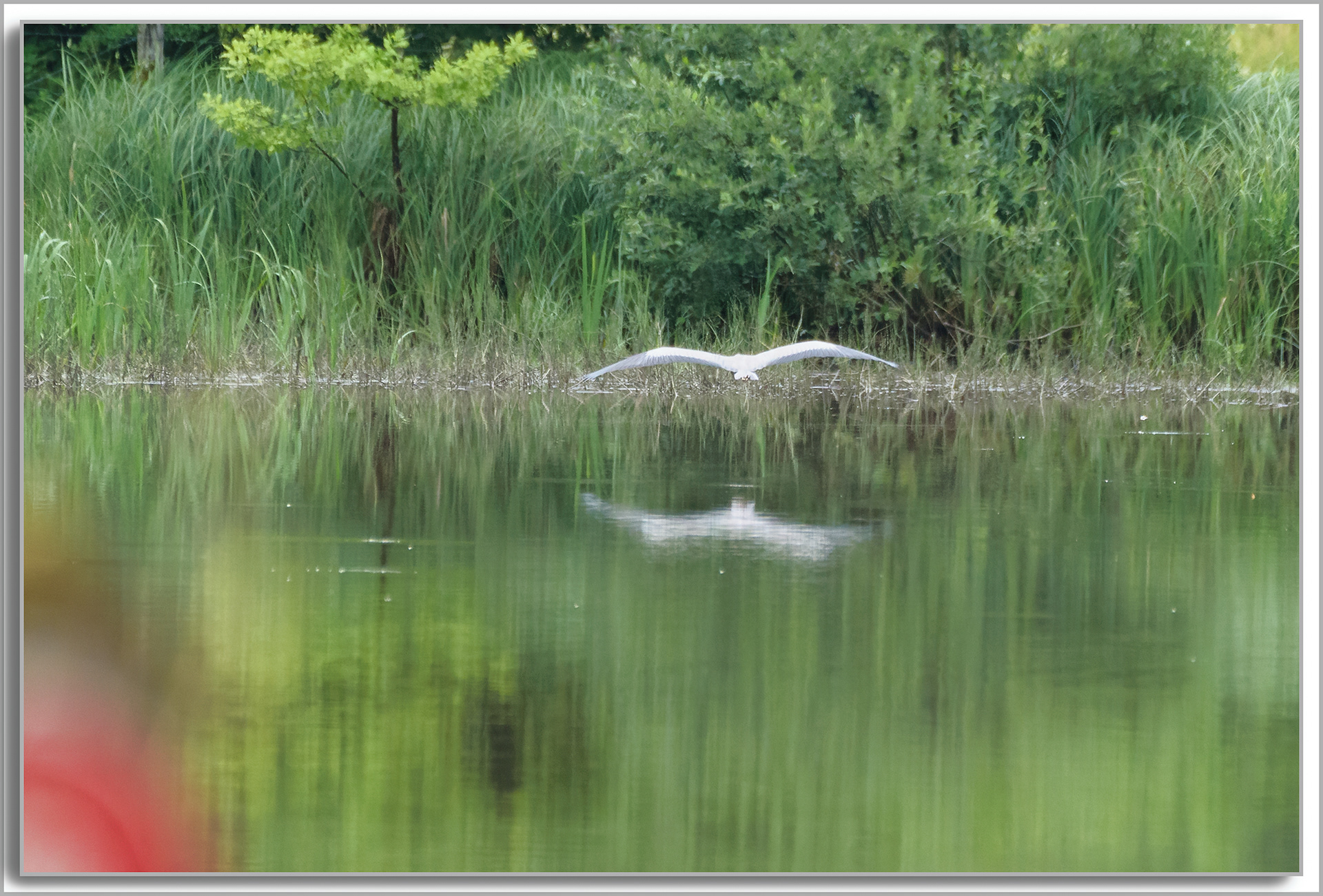Héron cendré - Ardea Cinerea