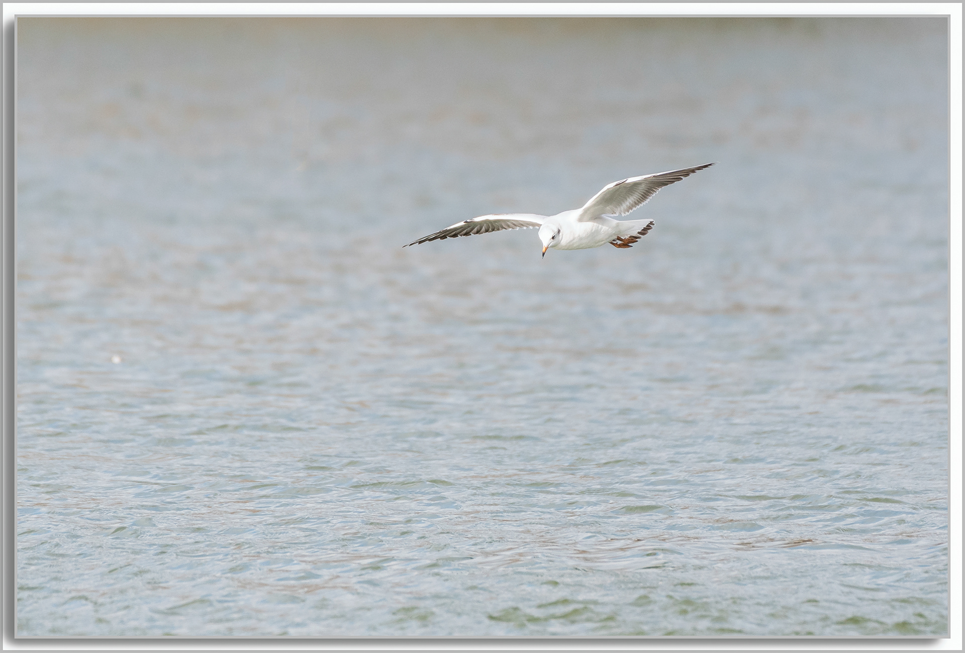 Mouette rieuse - Chroicocephalus ridibundus