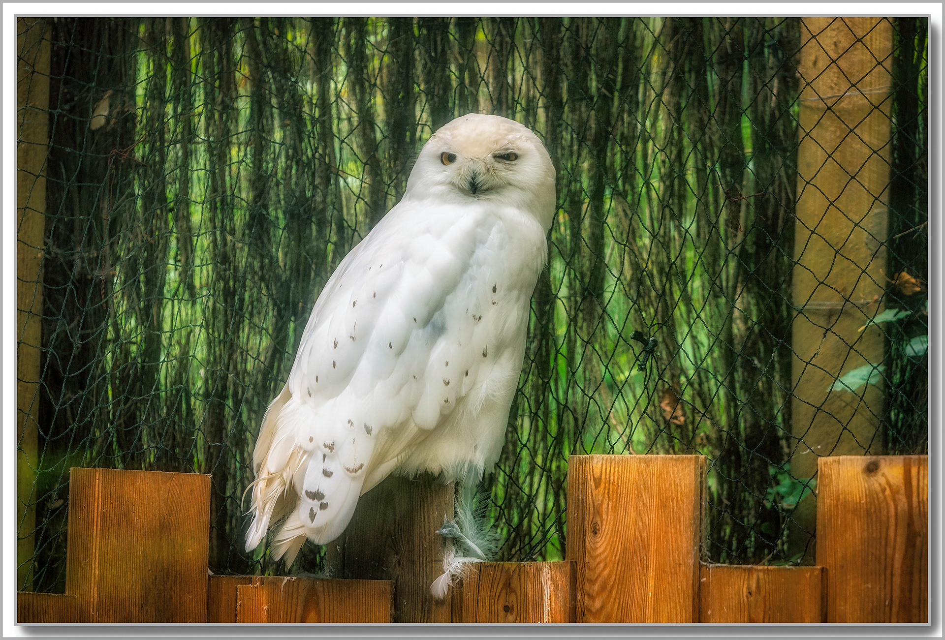 Harfang des neiges - Bubo scandiacus