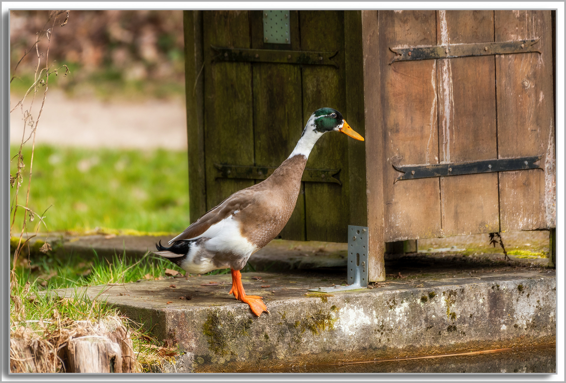 Canard Colvert - Anas platyrhynchos