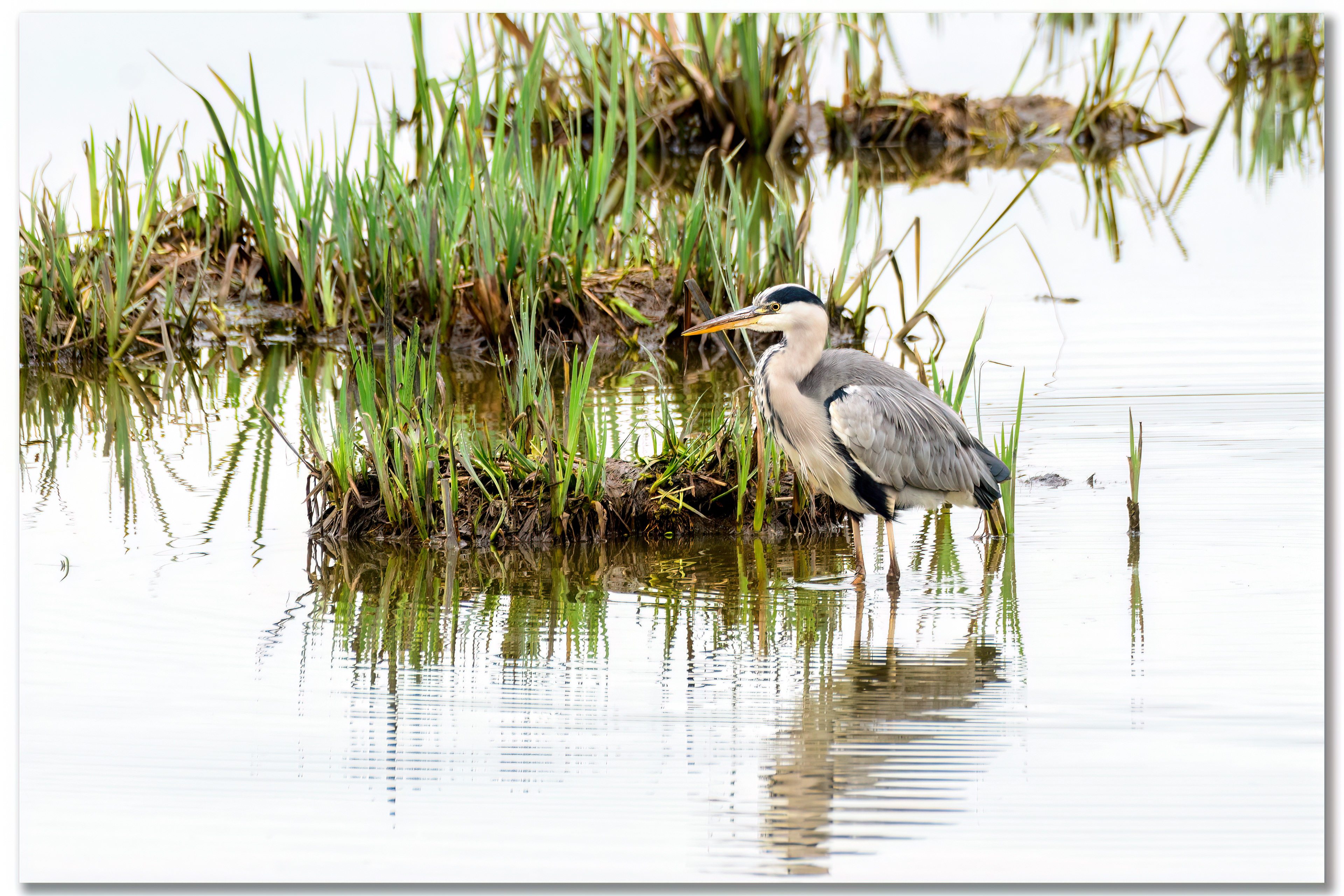 Héron cendré - Ardea Cinerea