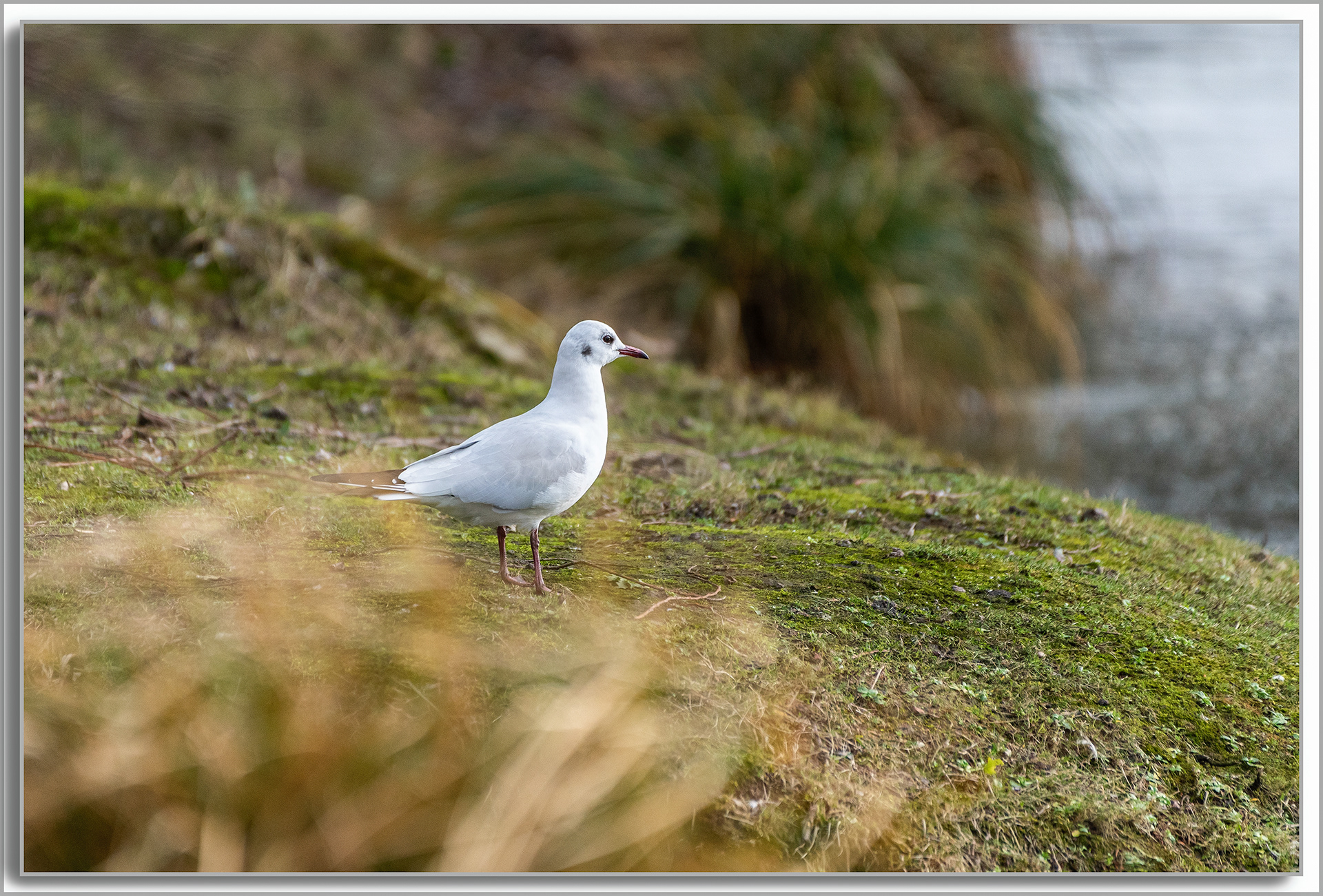 Mouette rieuse - Chroicocephalus ridibundus