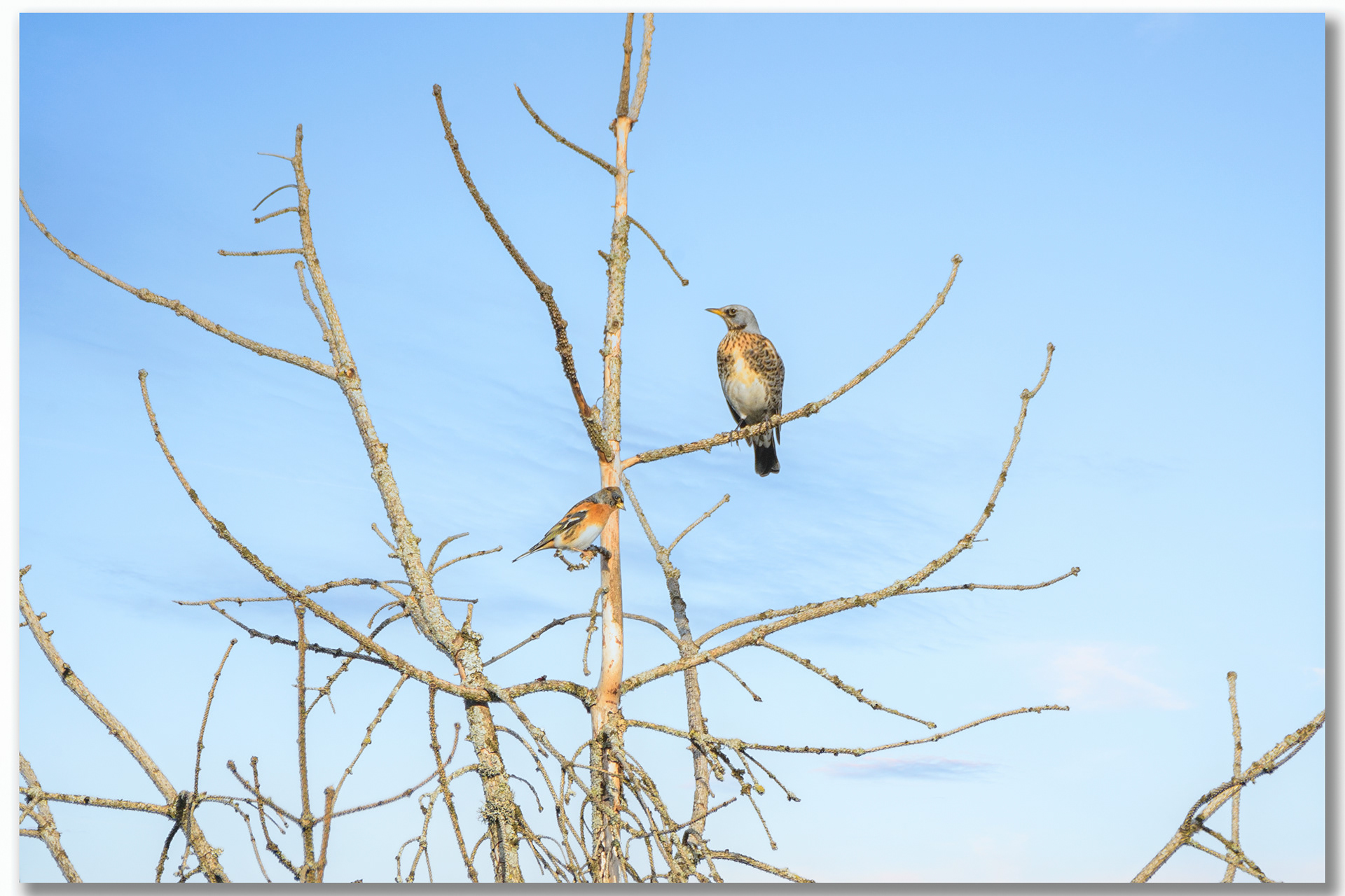 Pinson du nord - Fringilla montifringilla, Grive litorne - Turdus pilaris