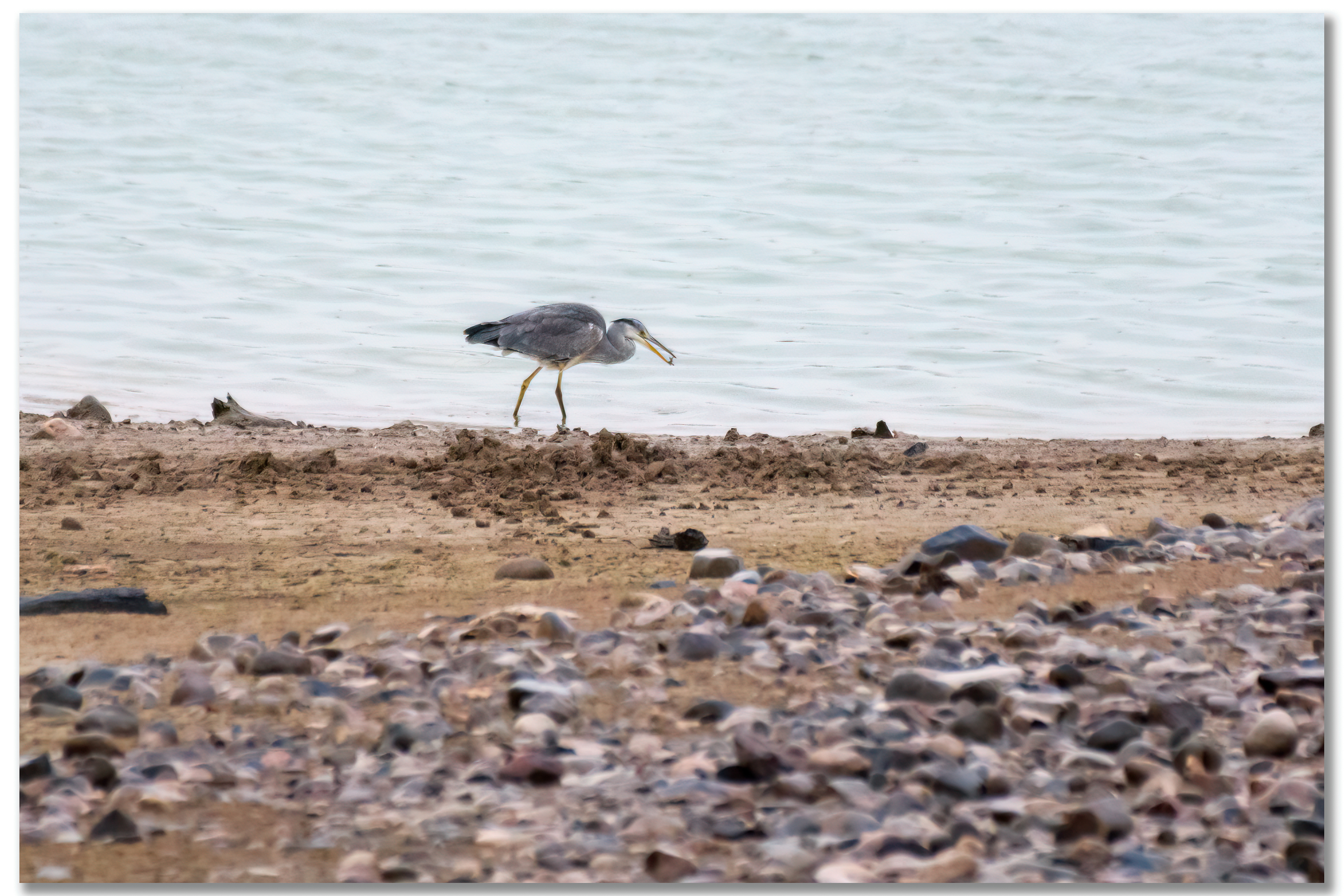 Héron cendré - Ardea Cinerea