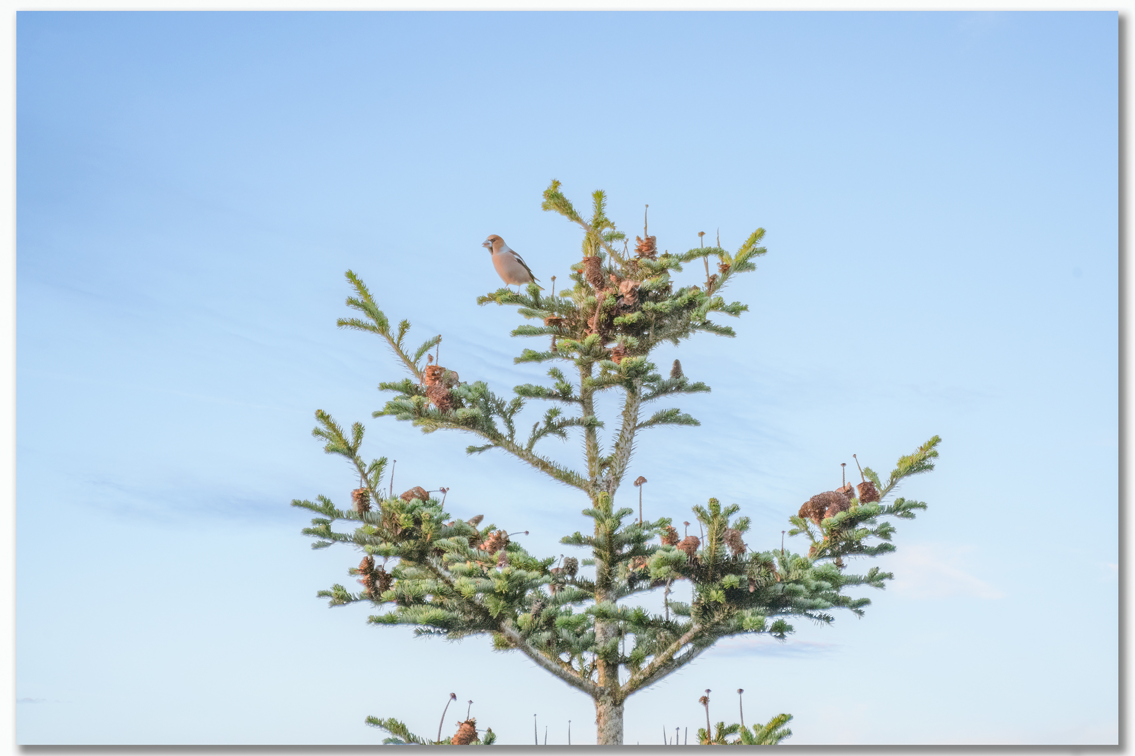Grosbec casse-noyaux - Coccothraustes coccothraustes