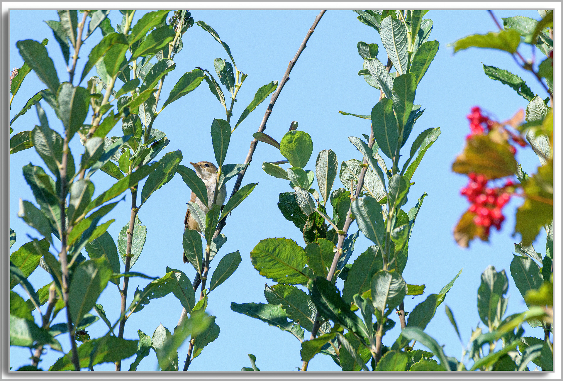 Rousserolle effarvatte - Acrocephalus scirpaceus