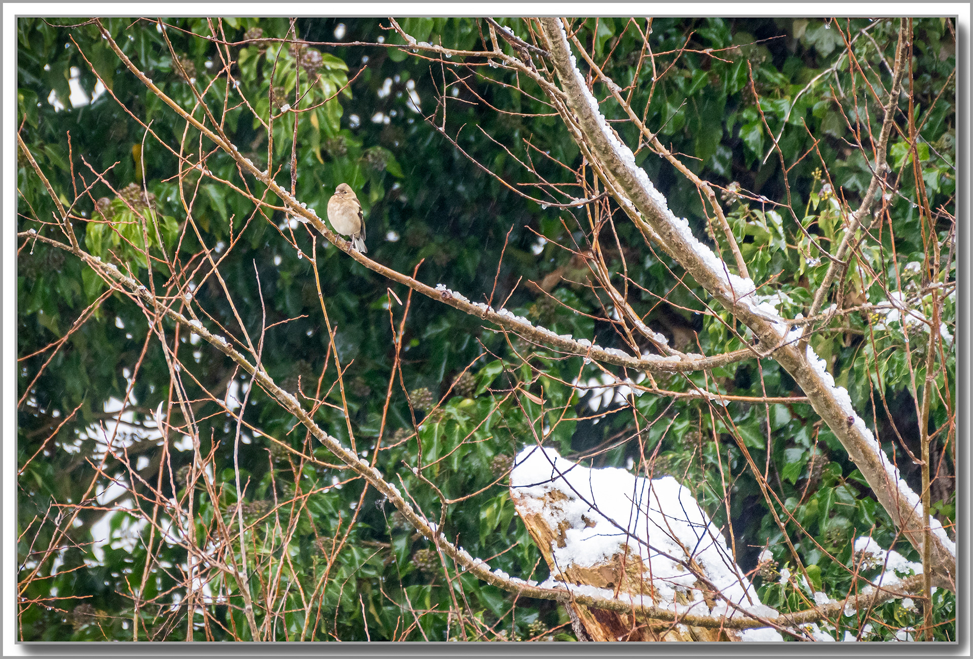 Pinson des arbres - Fringilla Coelebs