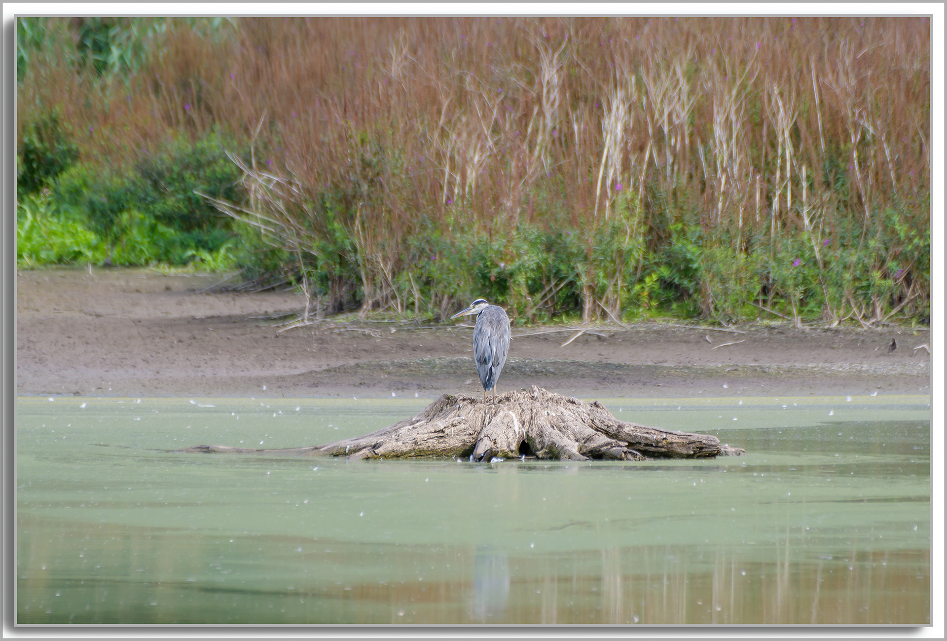 Héron cendré - Ardea Cinerea