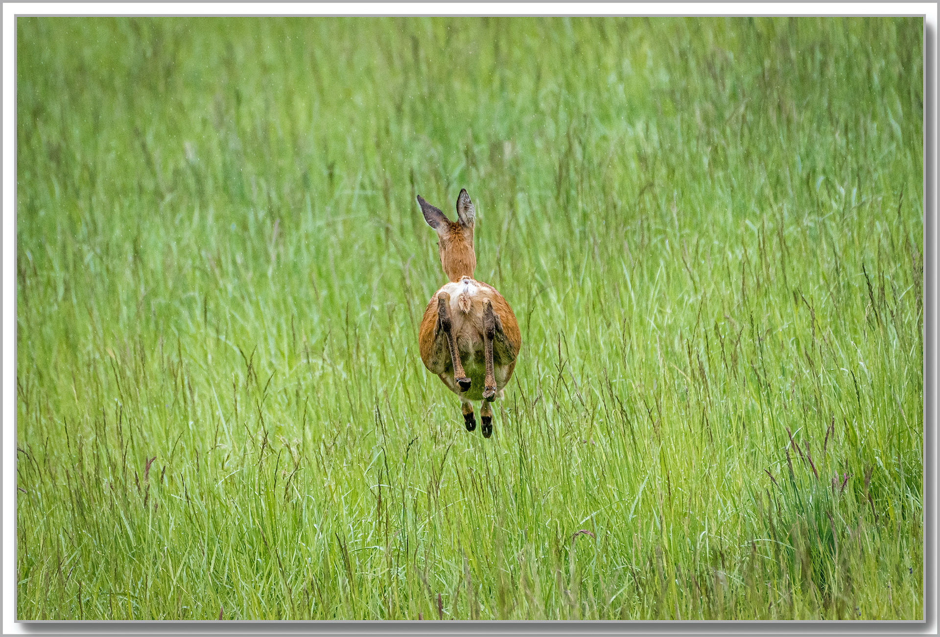 Chevreuil - Capreolus capreolus