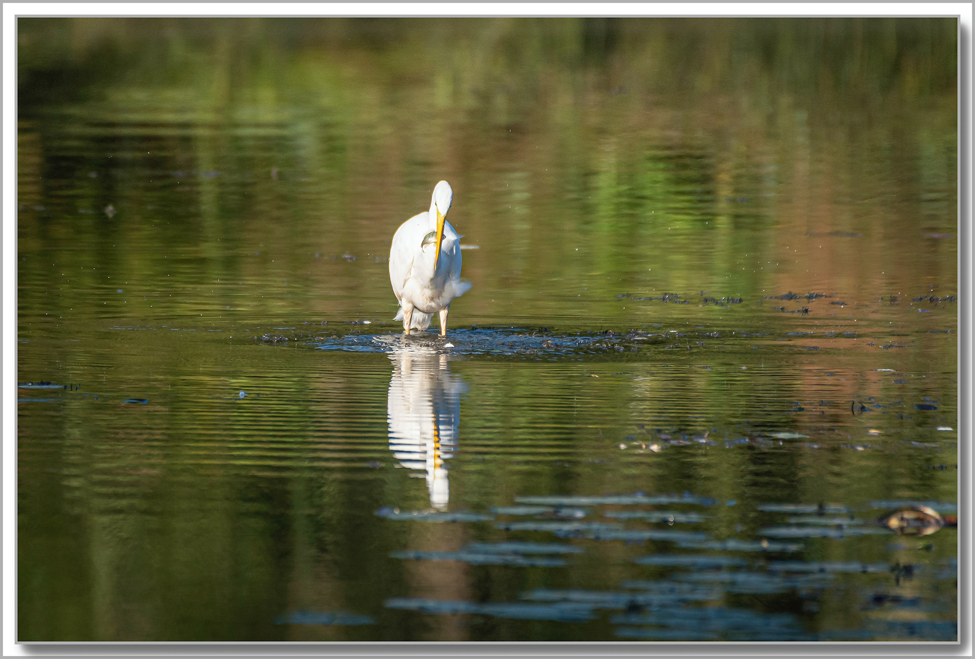 Grande Aigrette et sa proie - Ardea Alba