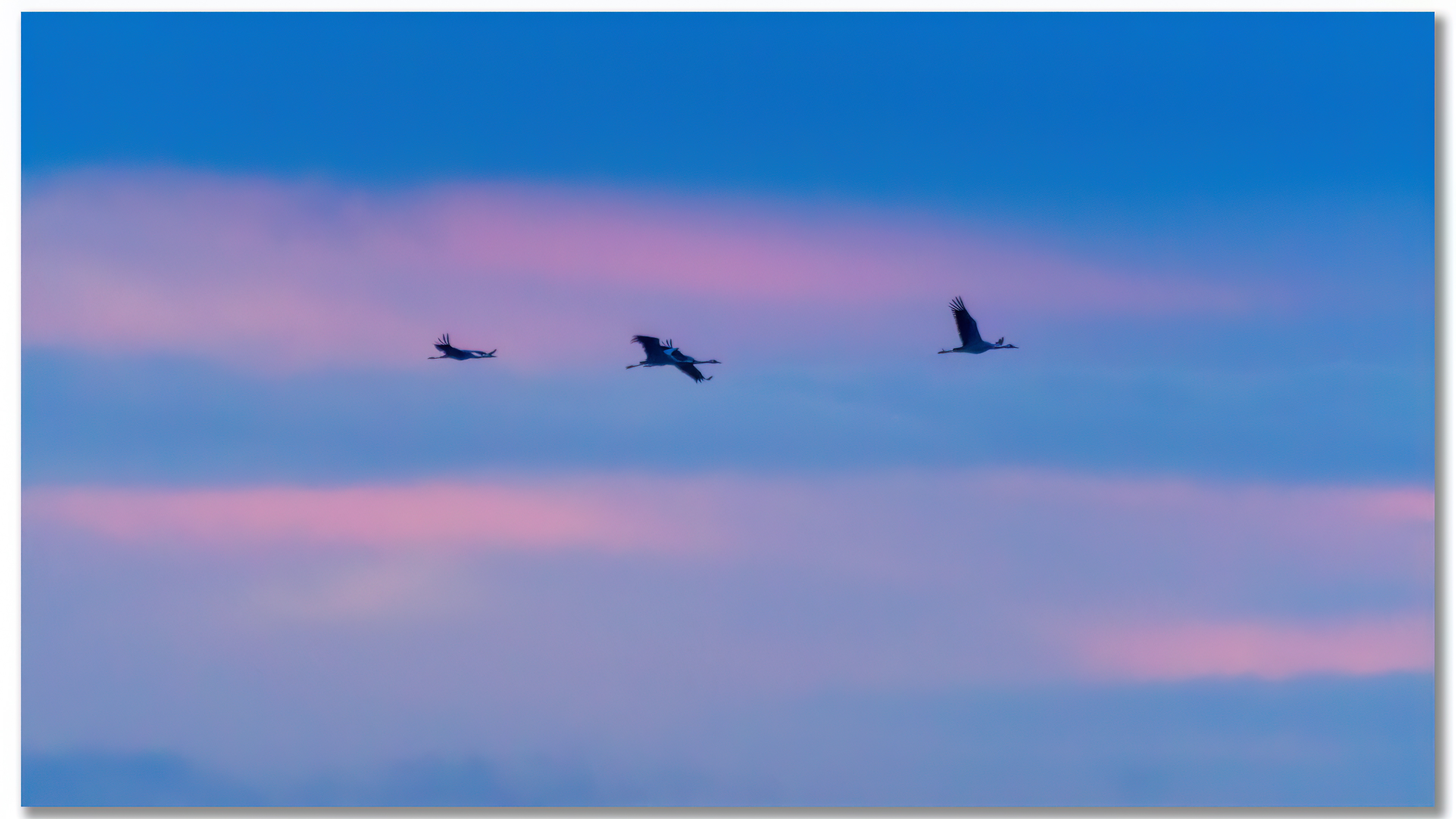 Grue cendrée - Grus grus