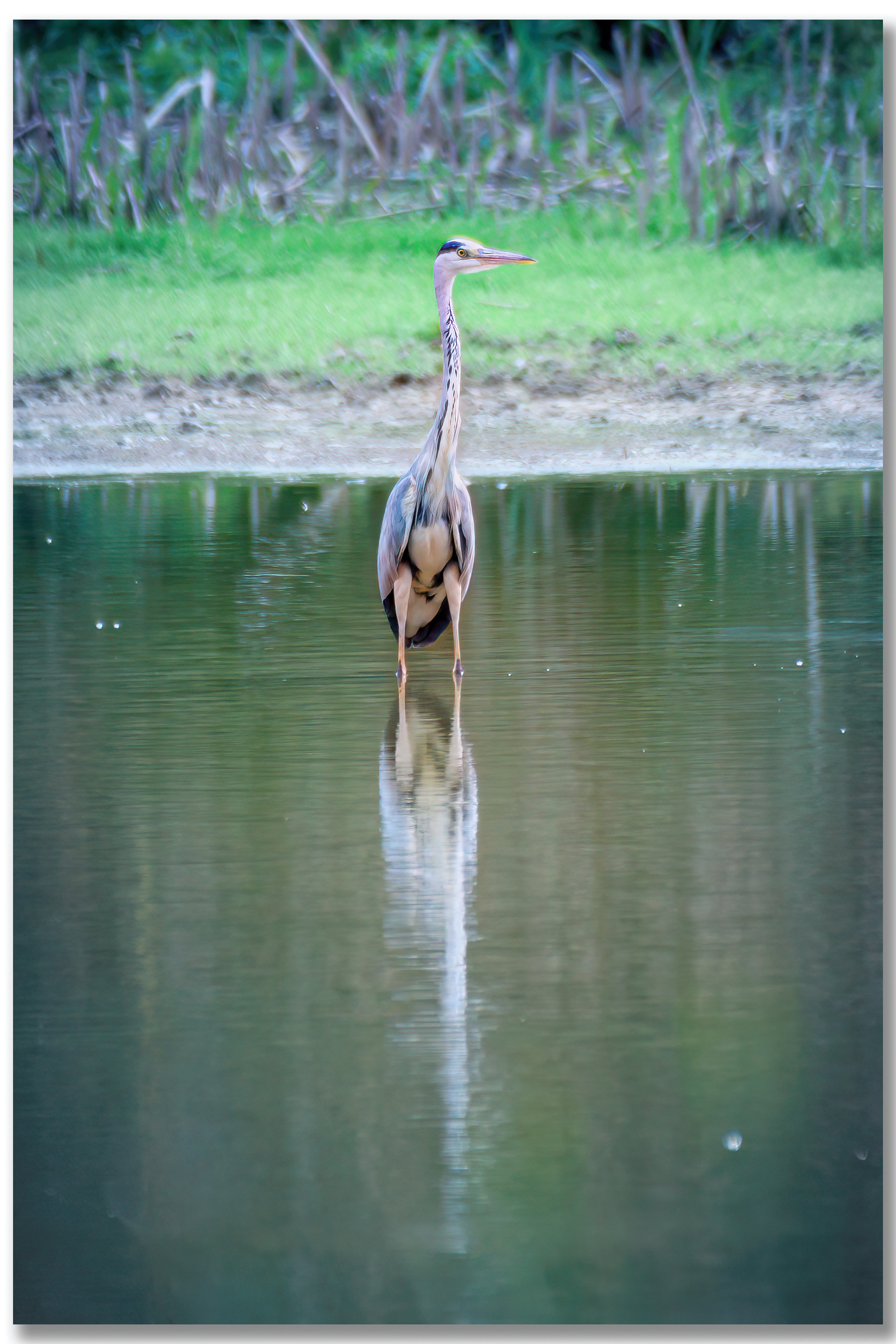 Héron cendré - Ardea Cinerea