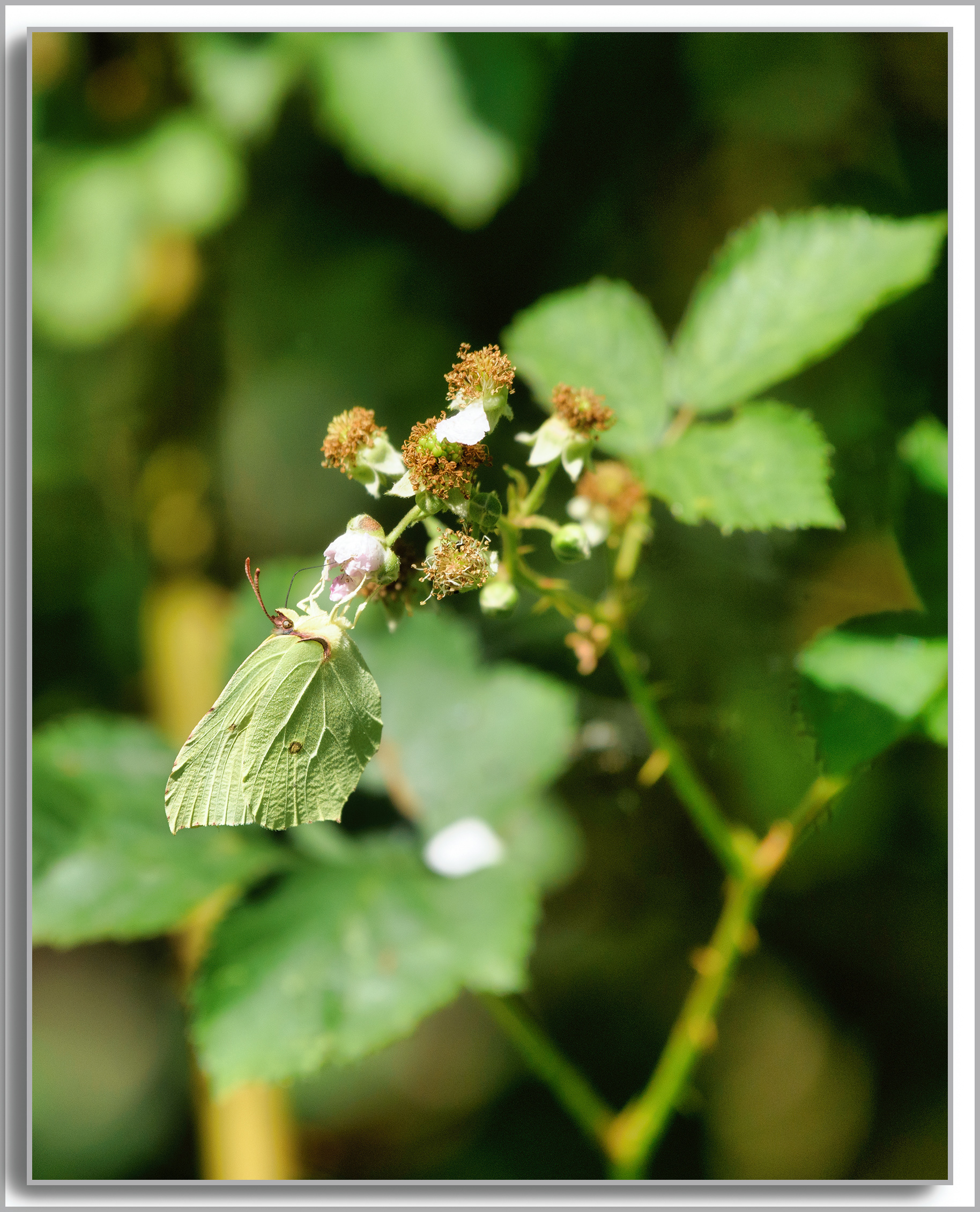 Le Citron - Gonepteryx rhamni
