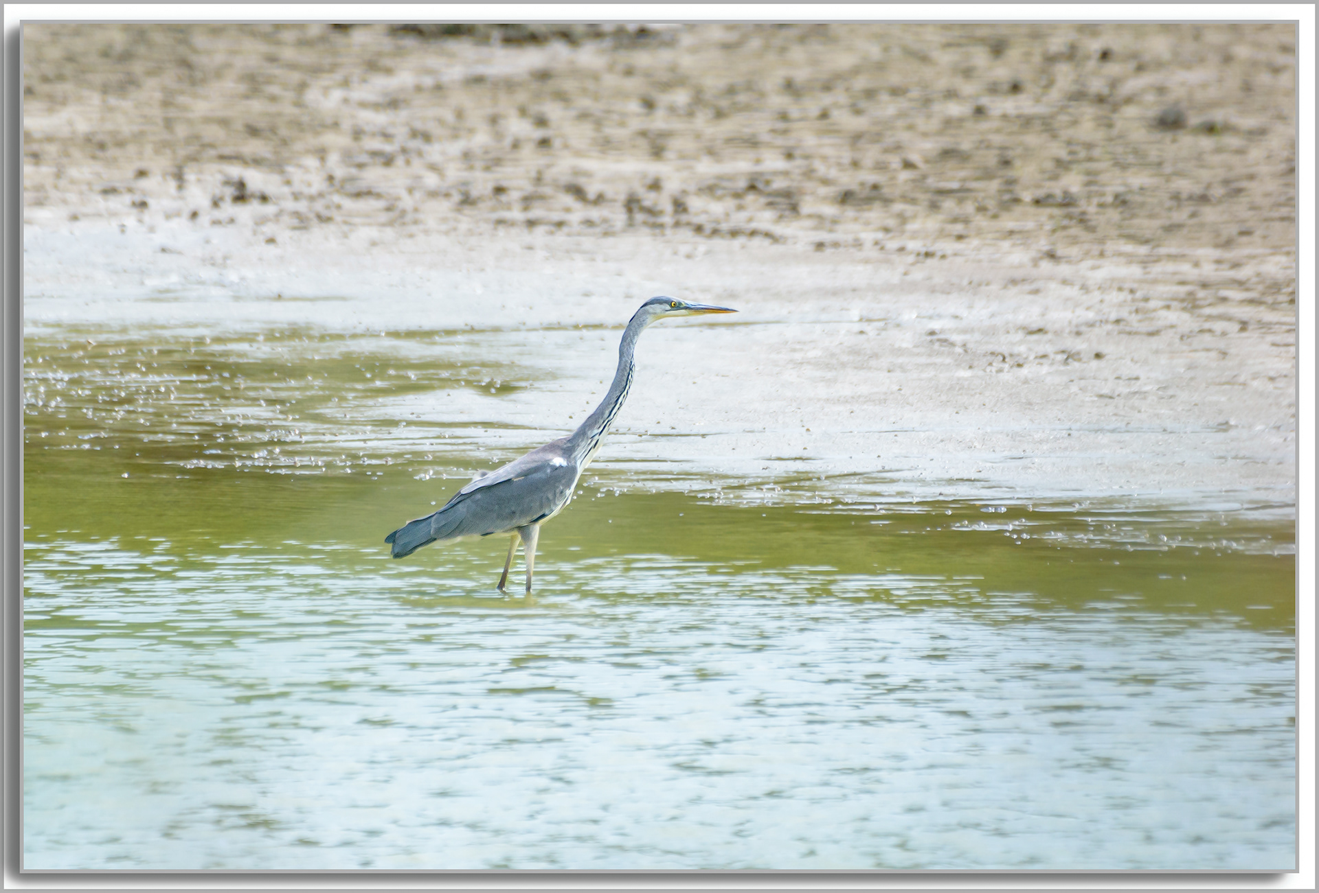 Héron cendré - Ardea Cinerea