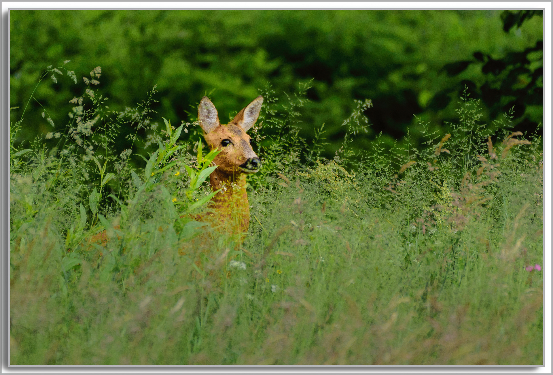 Chevreuil - Capreolus capreolus