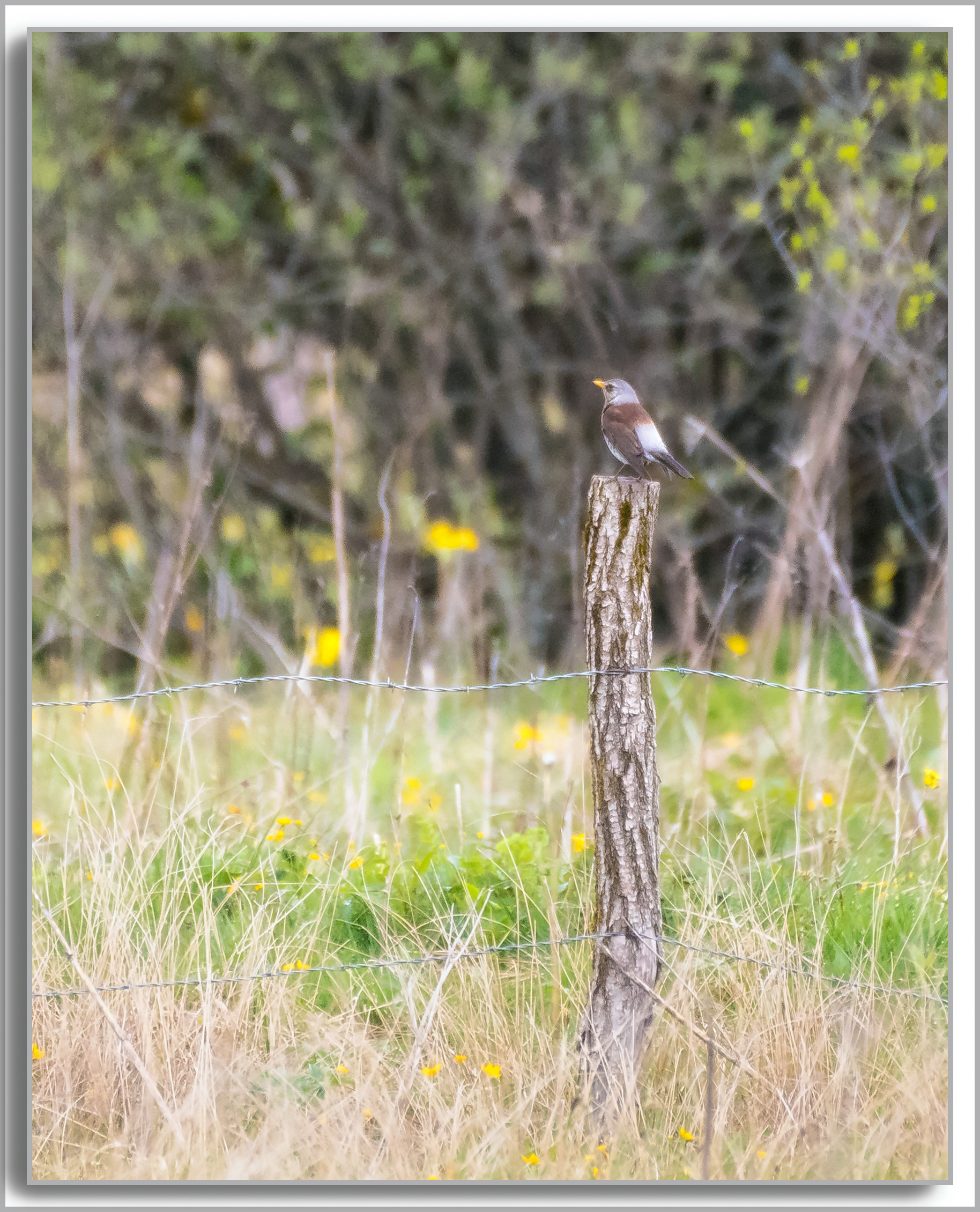 Grive litorne - Turdus pilaris