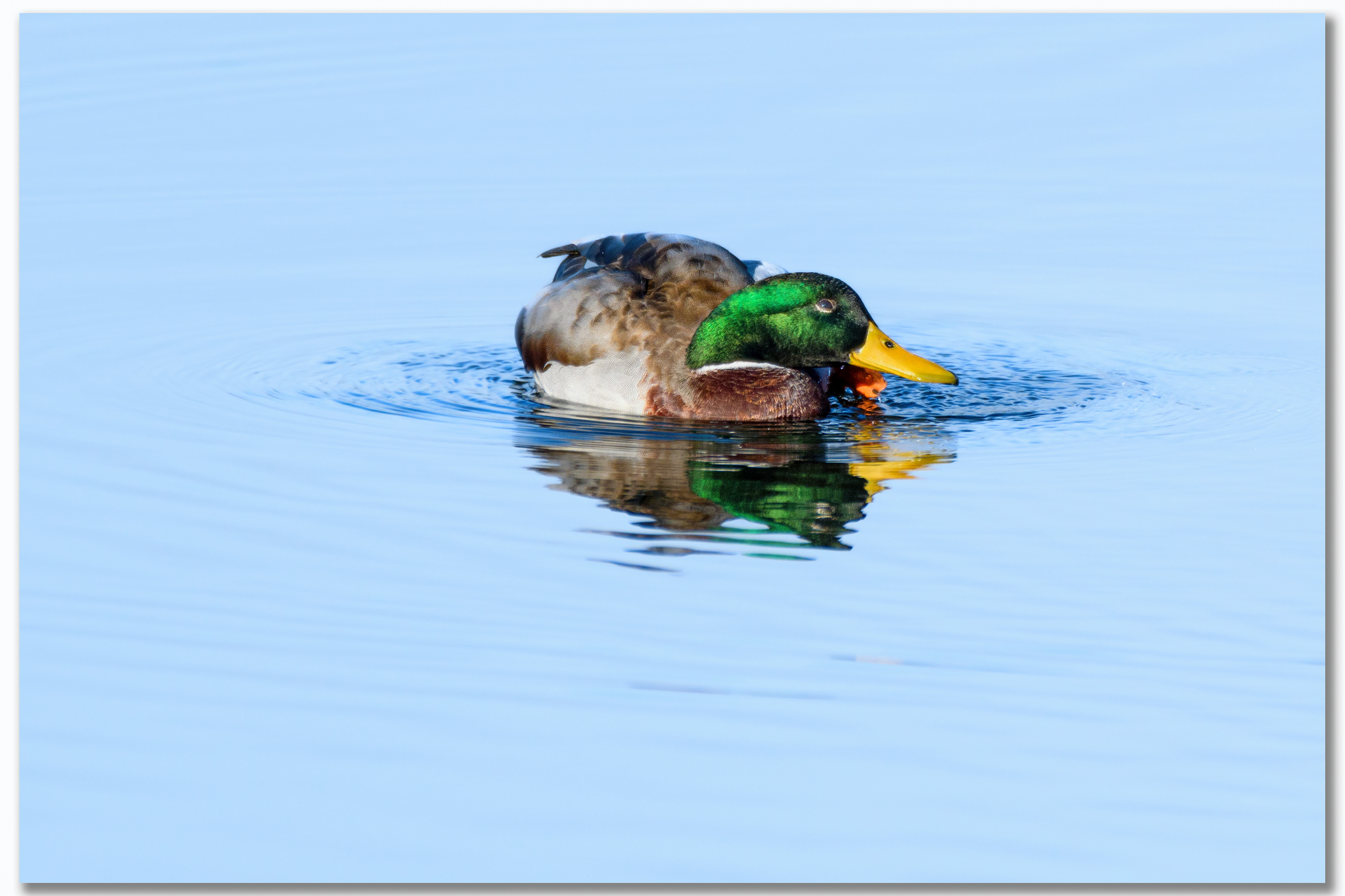 Canard Colvert - Anas platyrhynchos mâle