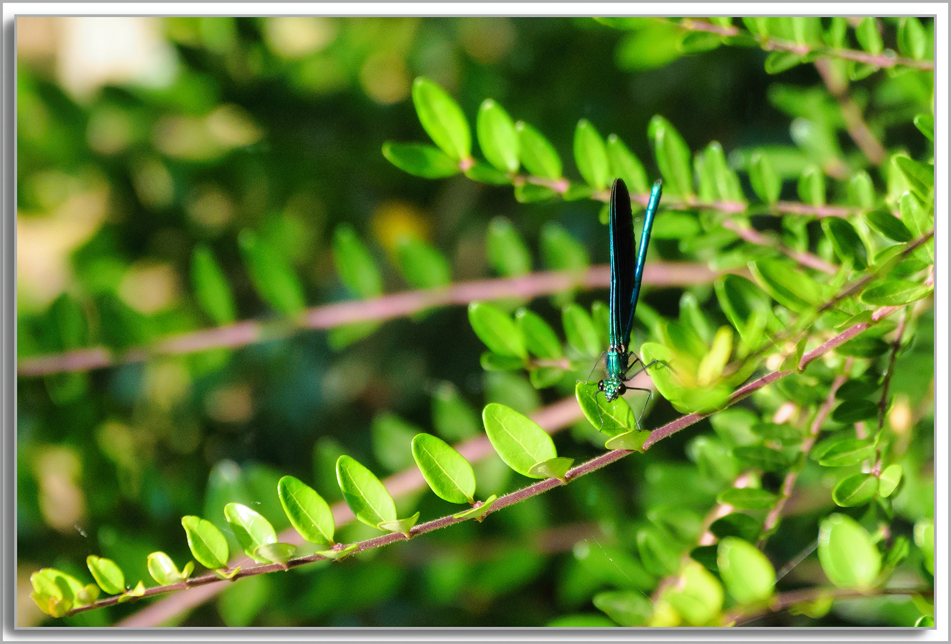 Caloptéryx vierge - Calopteryx virgo