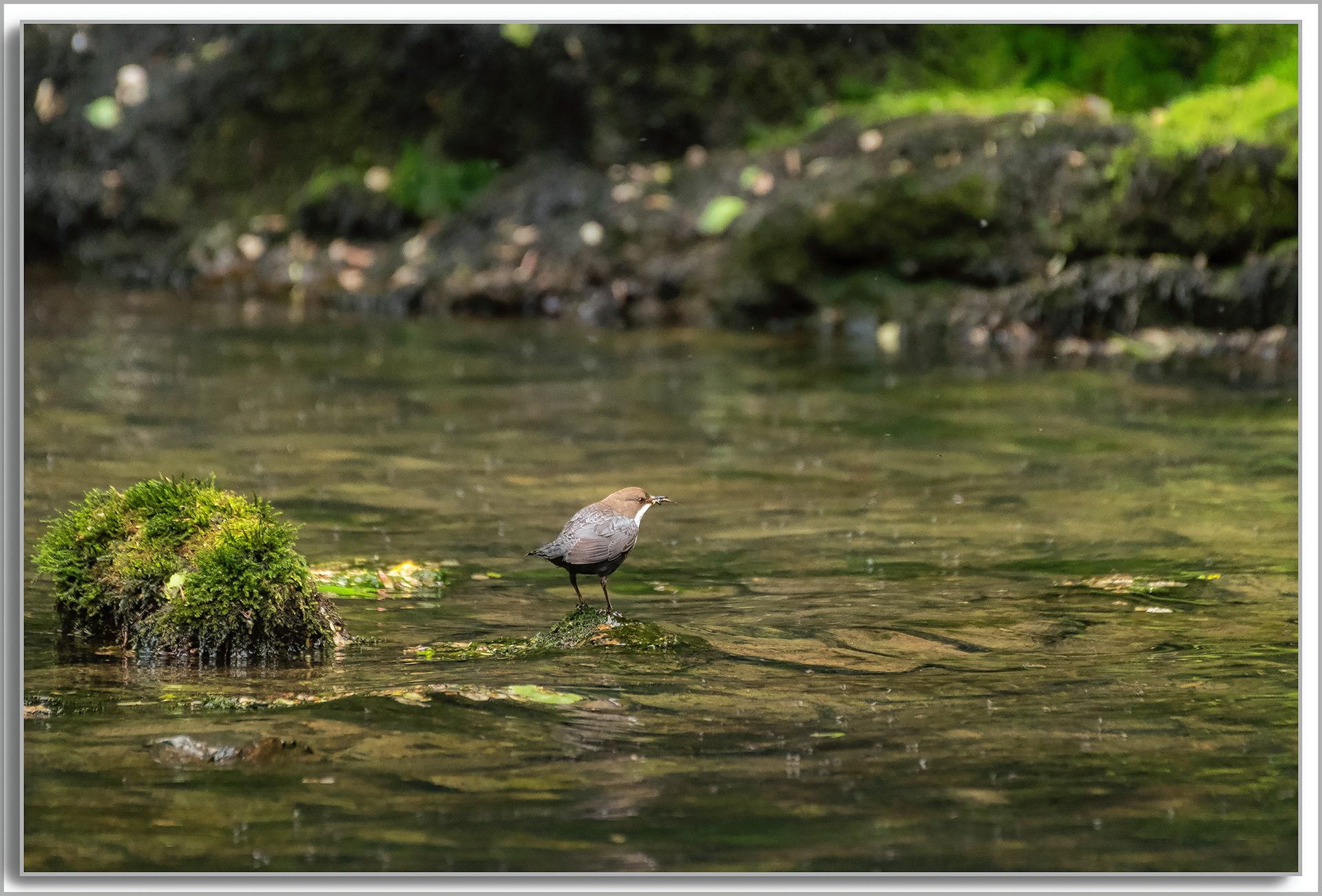 Cincle plongeur - Cinclus cinclus