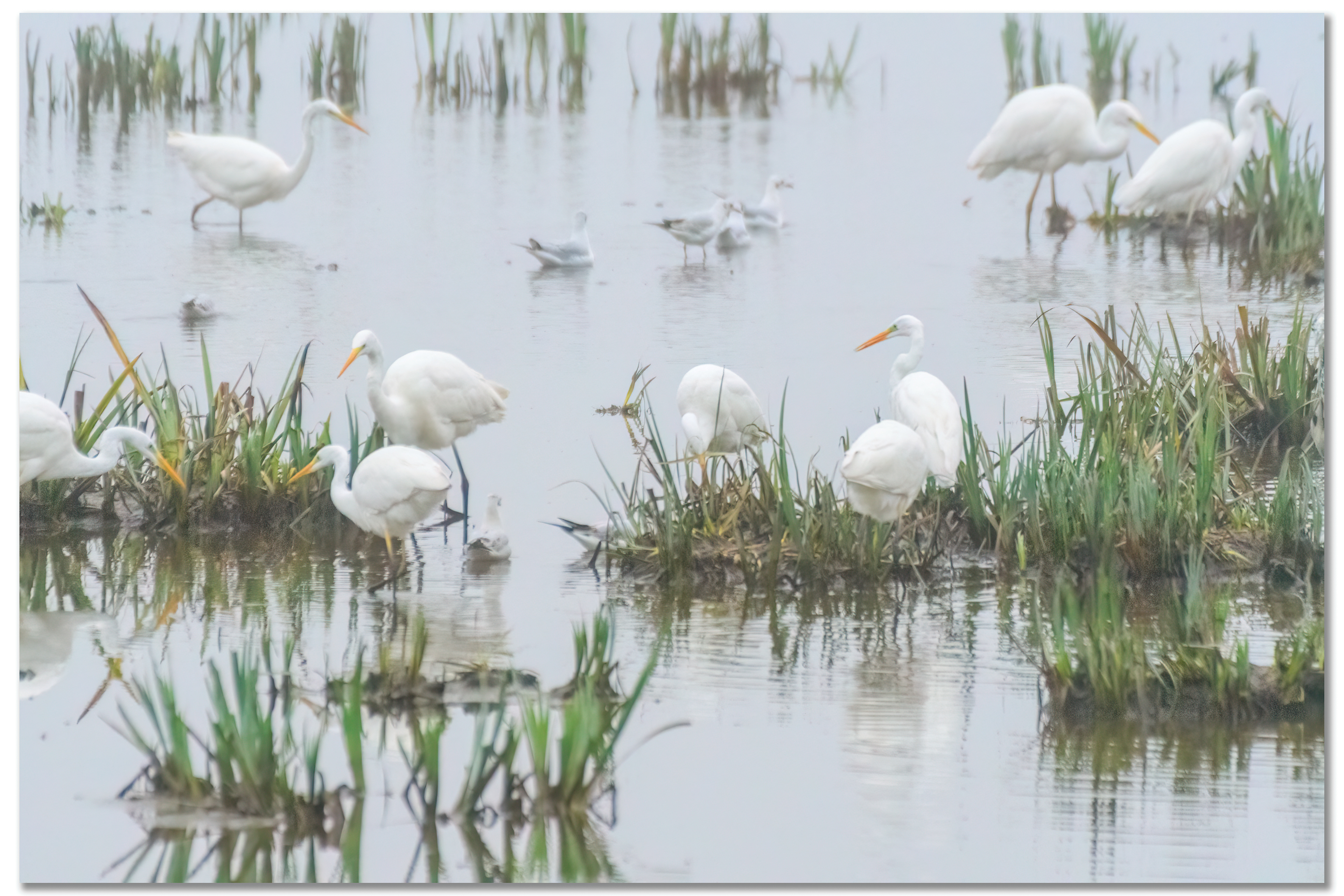 Grande Aigrette - Ardea Alba, Mouette rieuse - Chroicocephalus ridibundus
