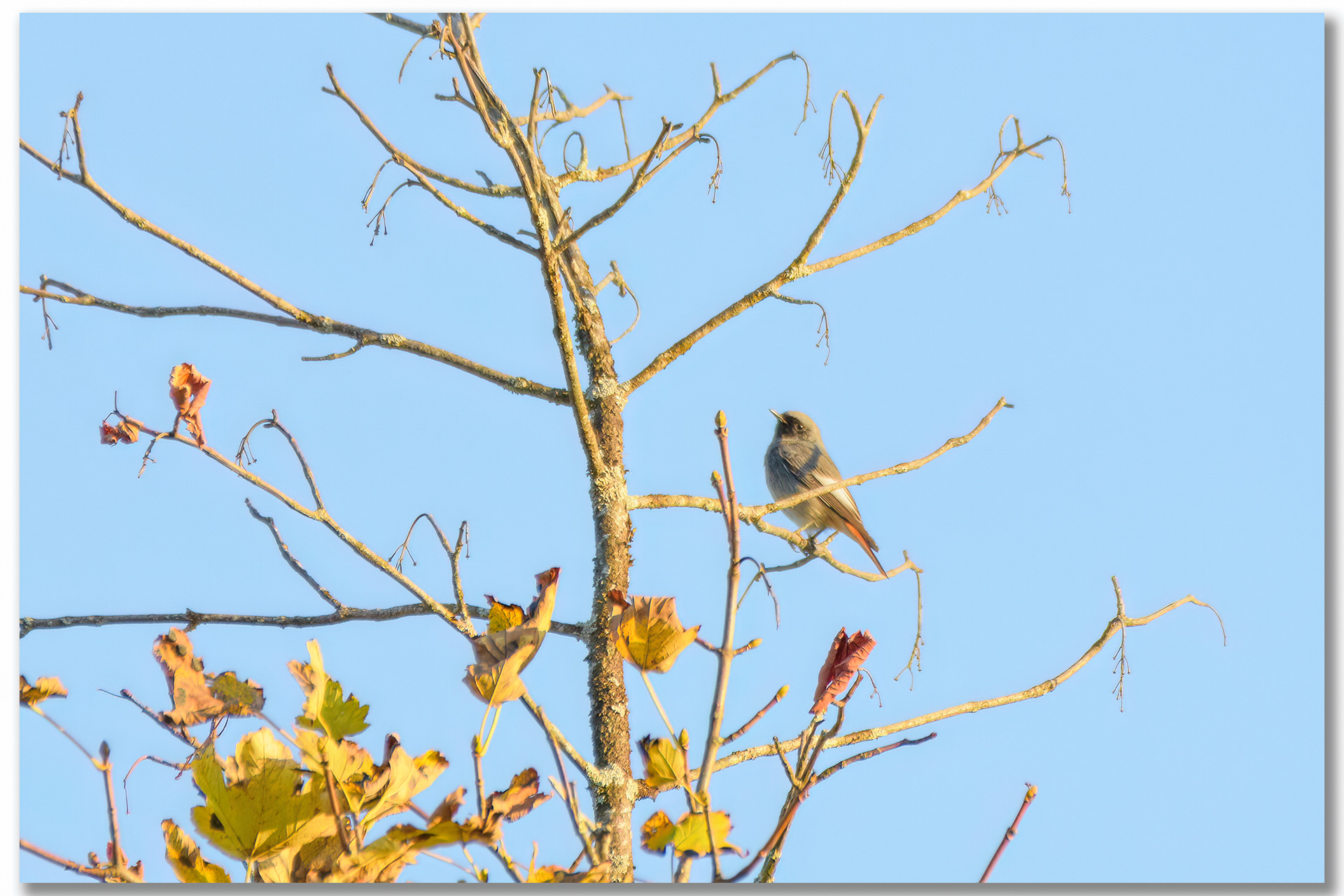 Rougequeue noir - Phoenicurus Ochruros