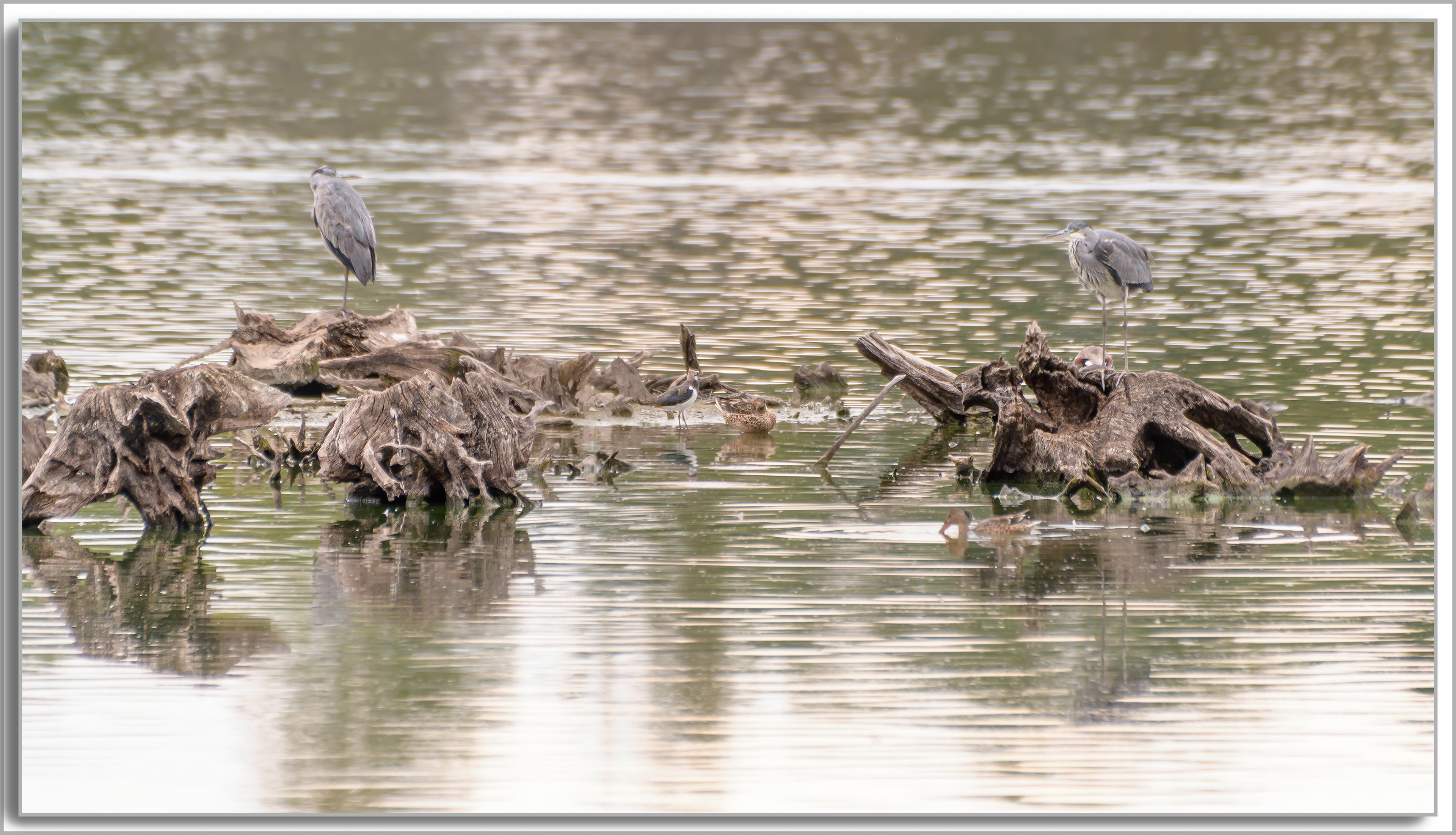 Héron cendré - Ardea Cinerea