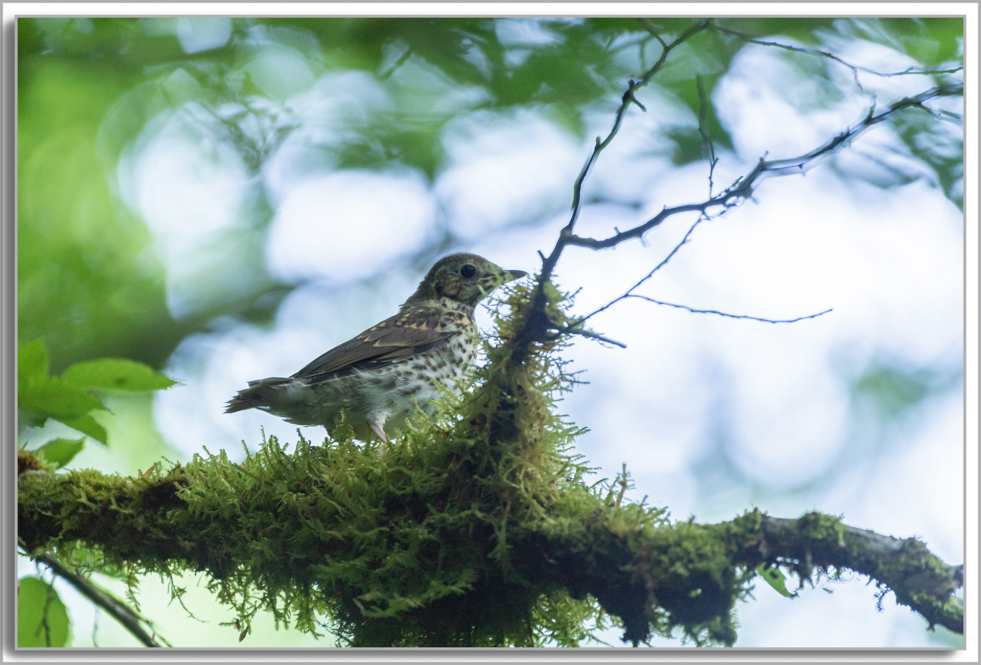 Grive draine - Turdus viscivorus