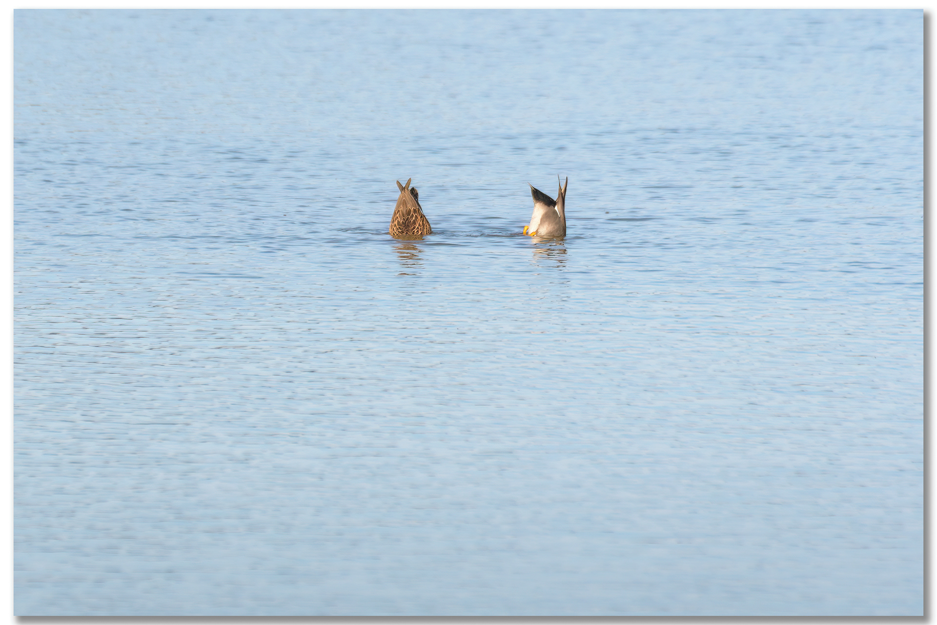 Canard Chipeau - Mareca strepera