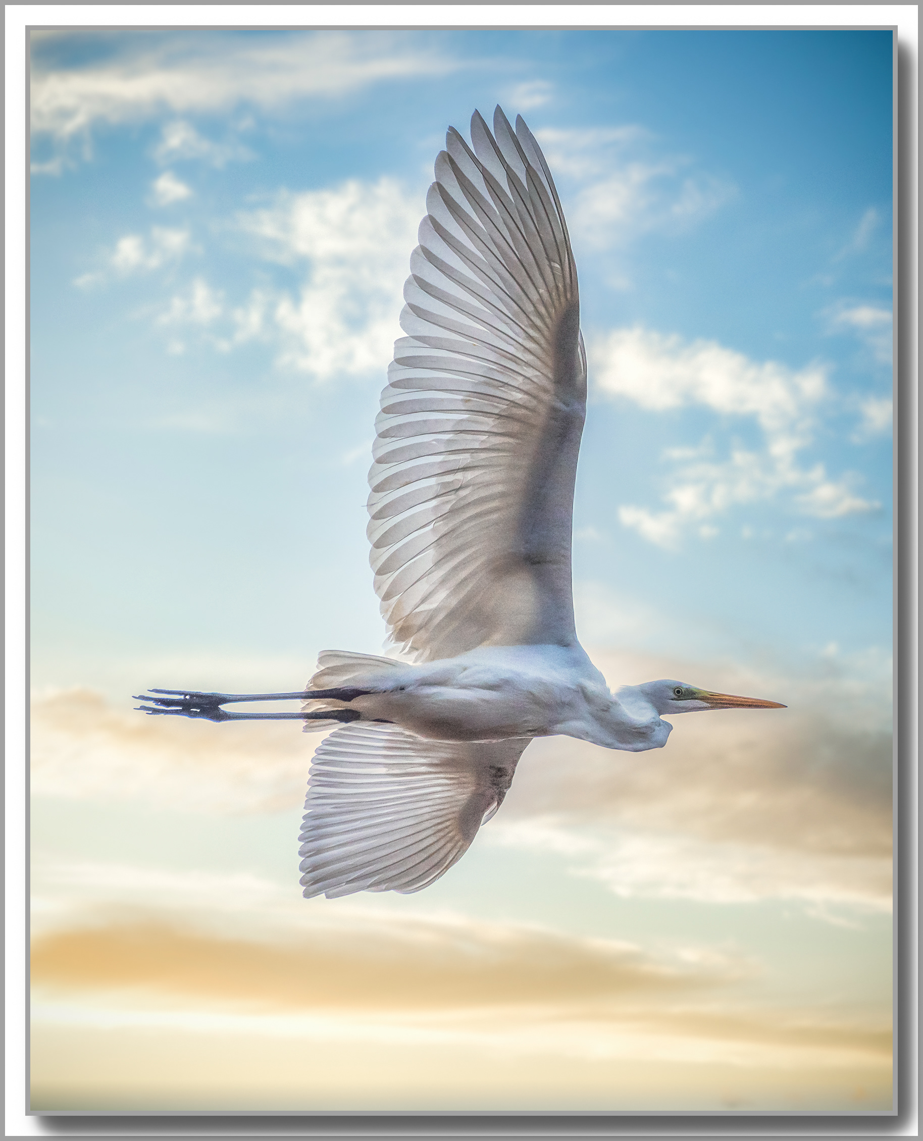 Grande Aigrette - Ardea Alba