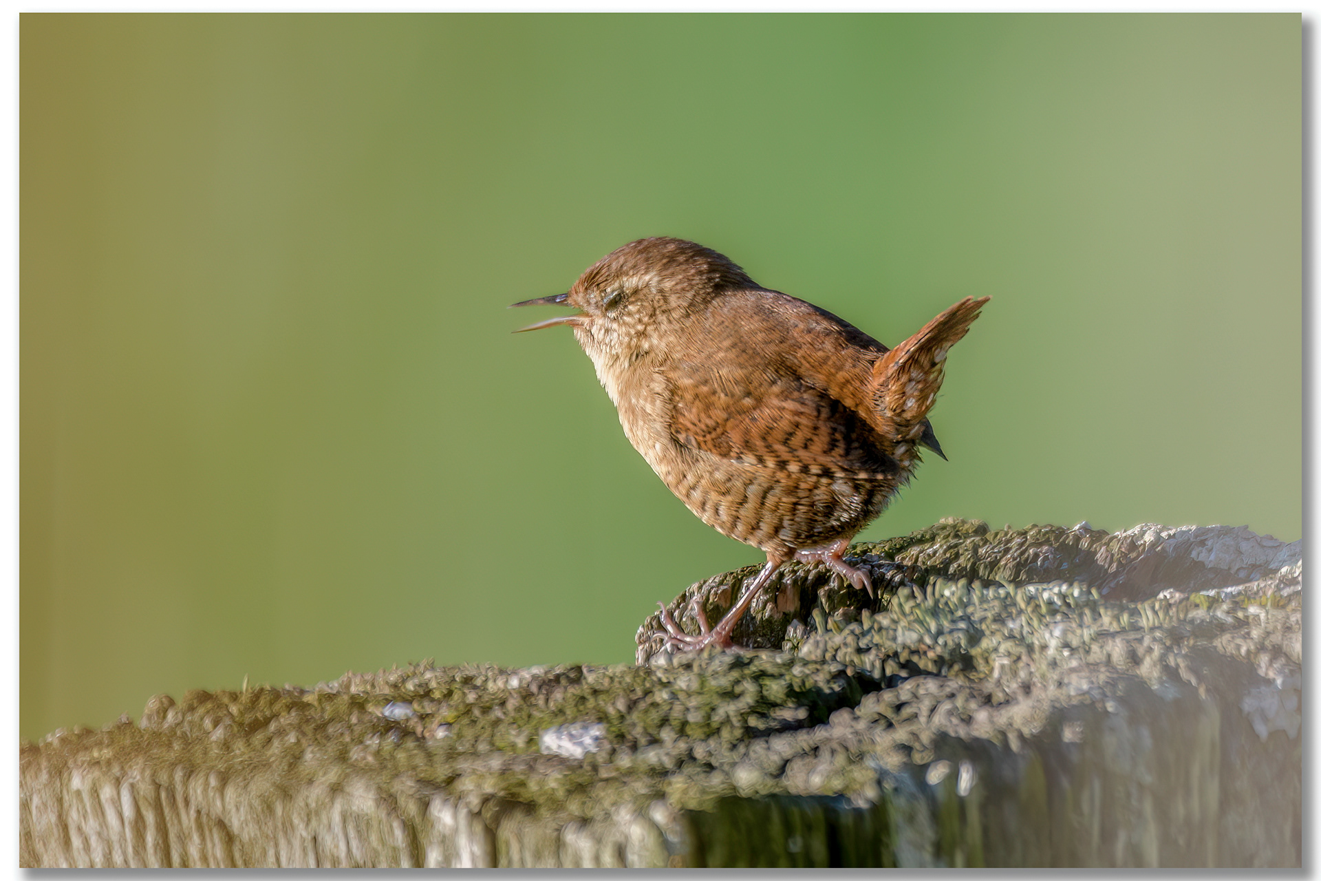 Troglodyte mignon - Troglodyte troglodyte
