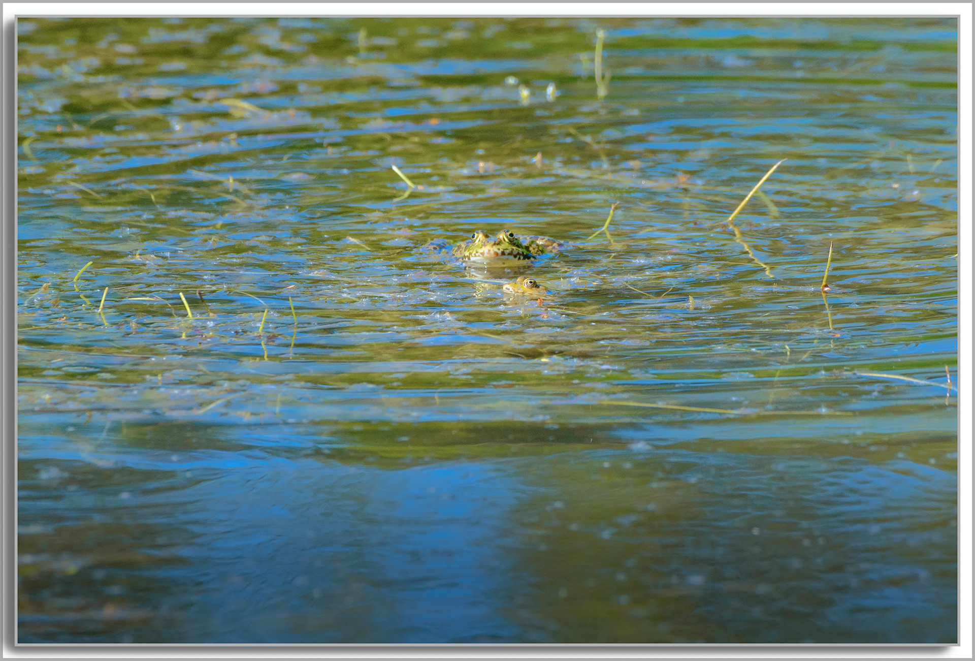 Grenouille comestible - Pelophylax kl. esculentus