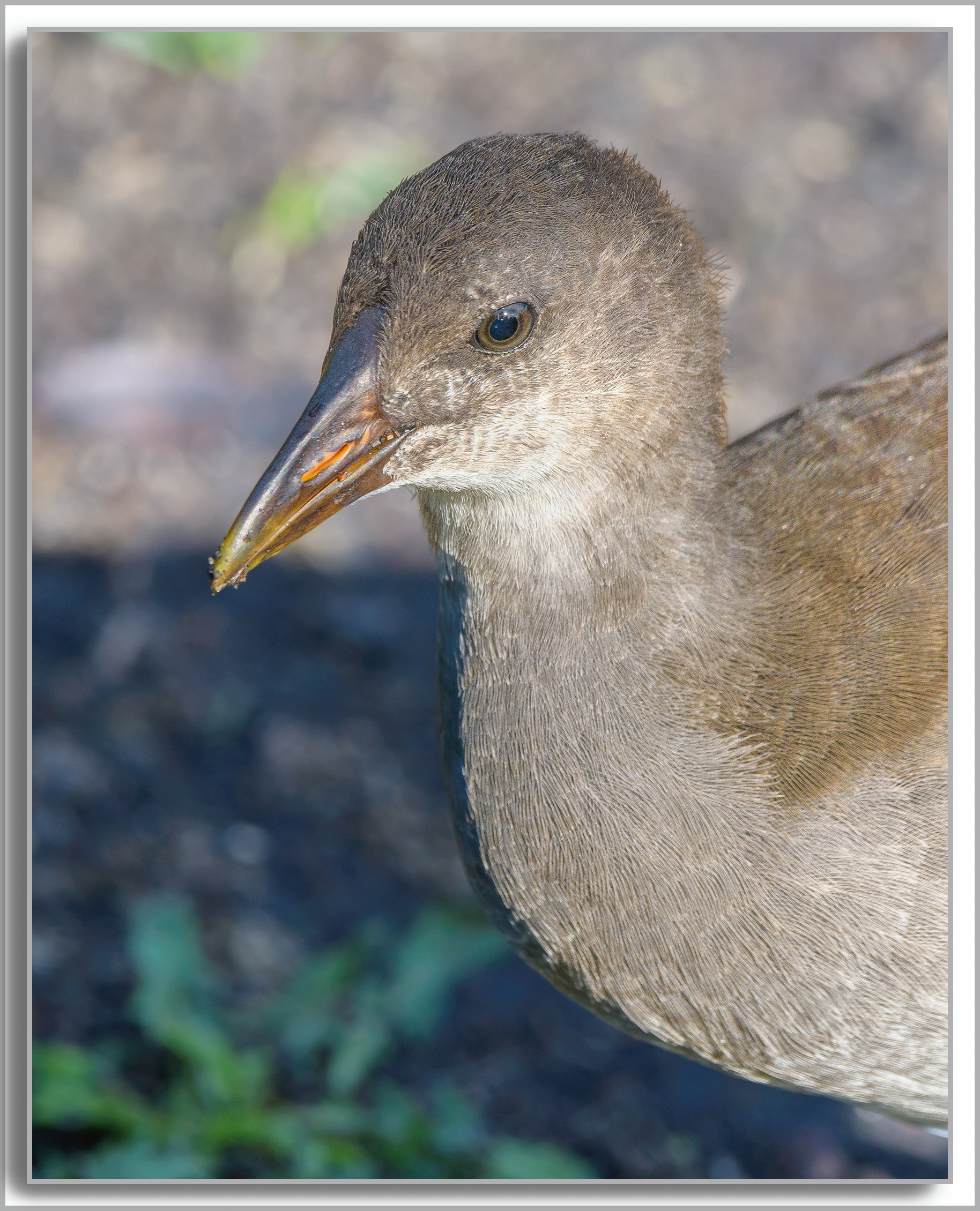 Gallinule poule d'eau - Gallinula Chloropus
