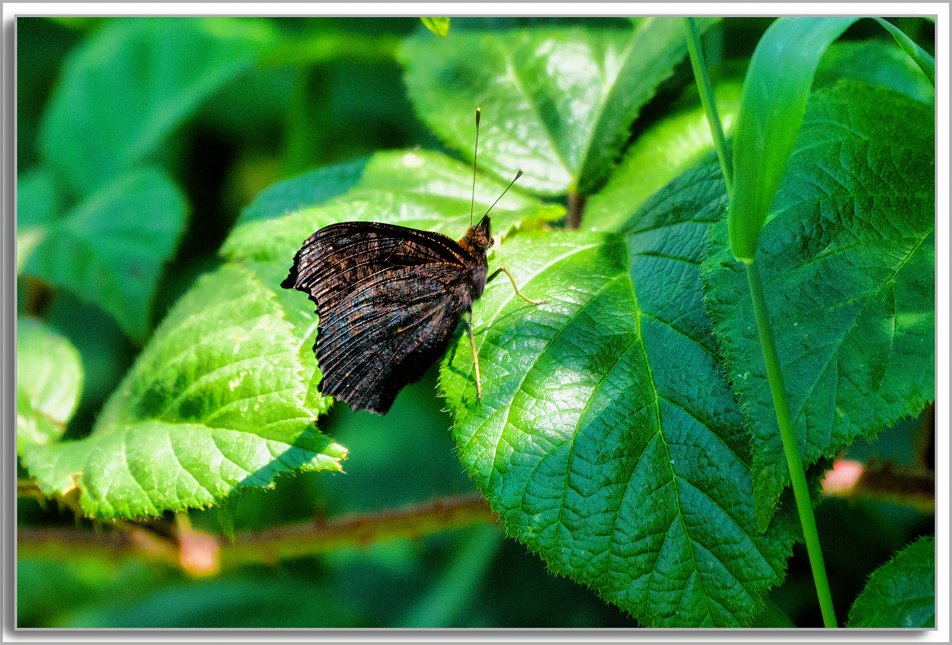 Paon-du-jour - Aglais io