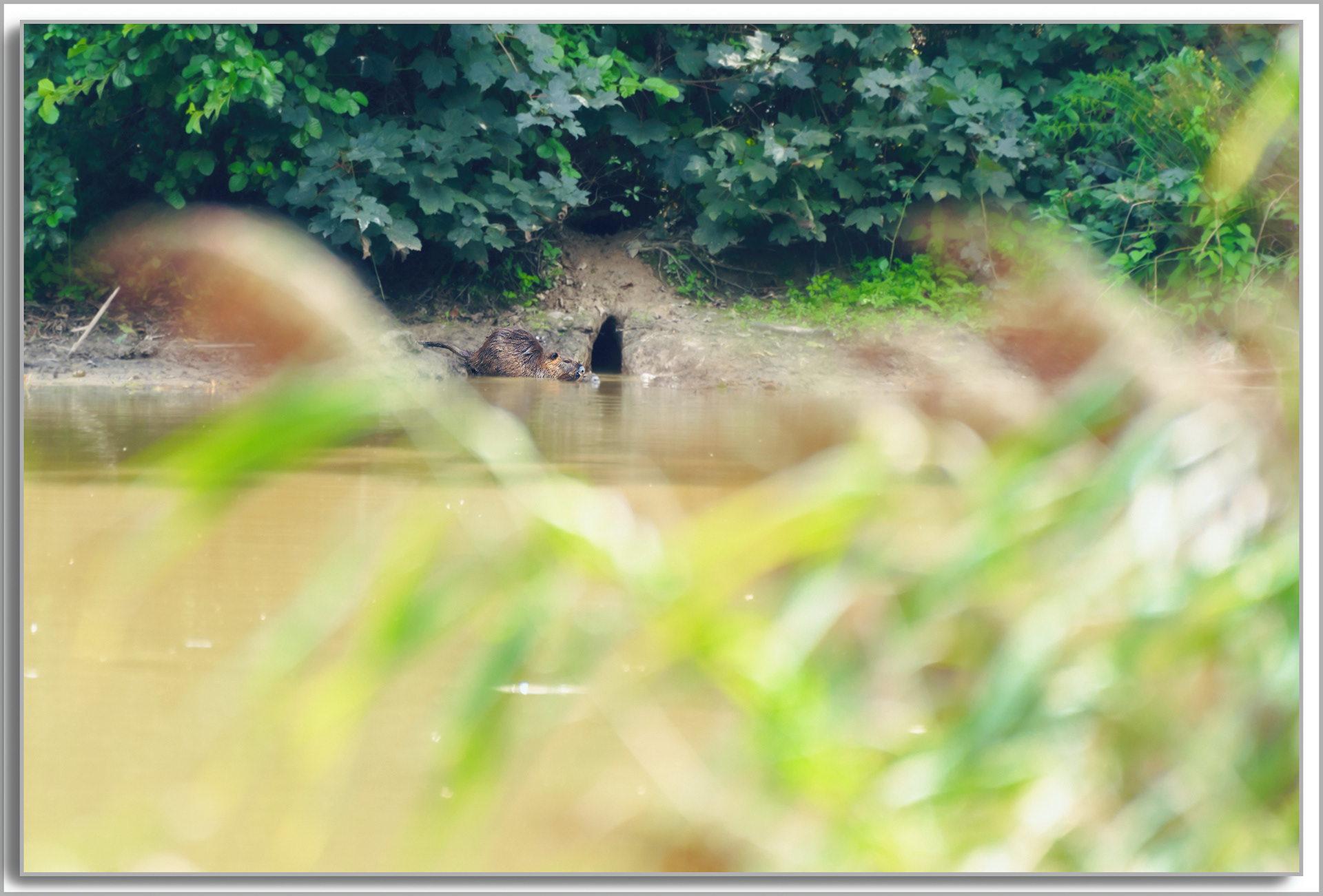 Ragondin - Myocastor Coypus