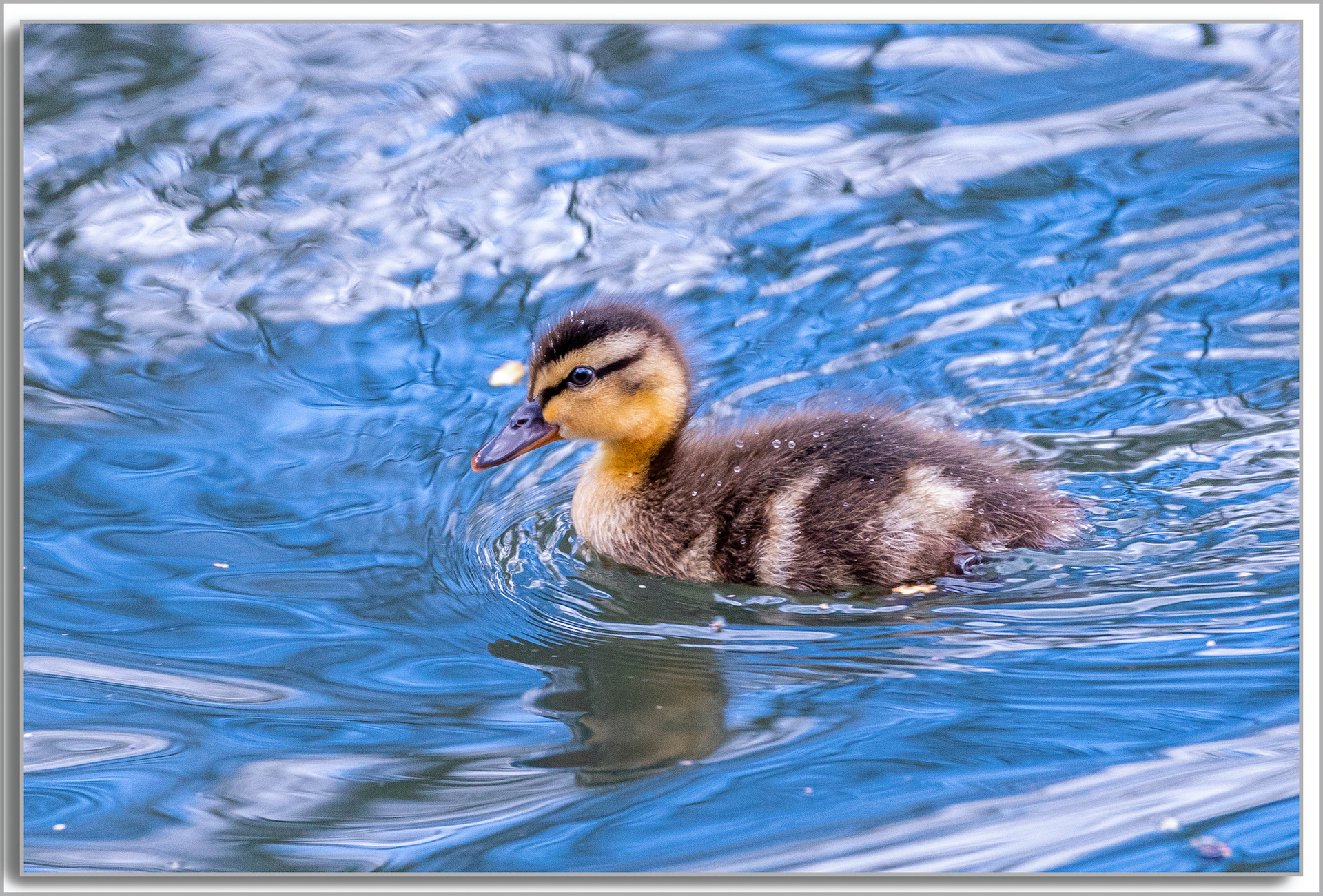 Canard Colvert - Anas platyrhynchos
