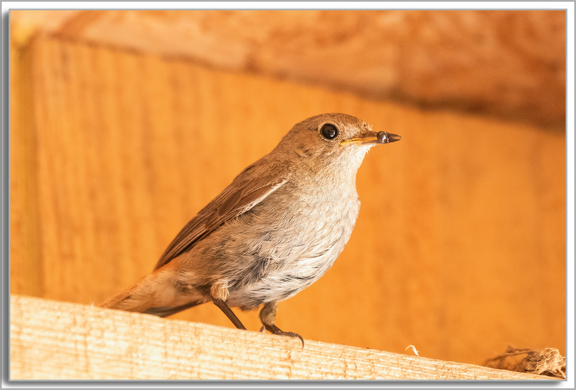 Rougequeue noir - Phoenicurus Ochruros