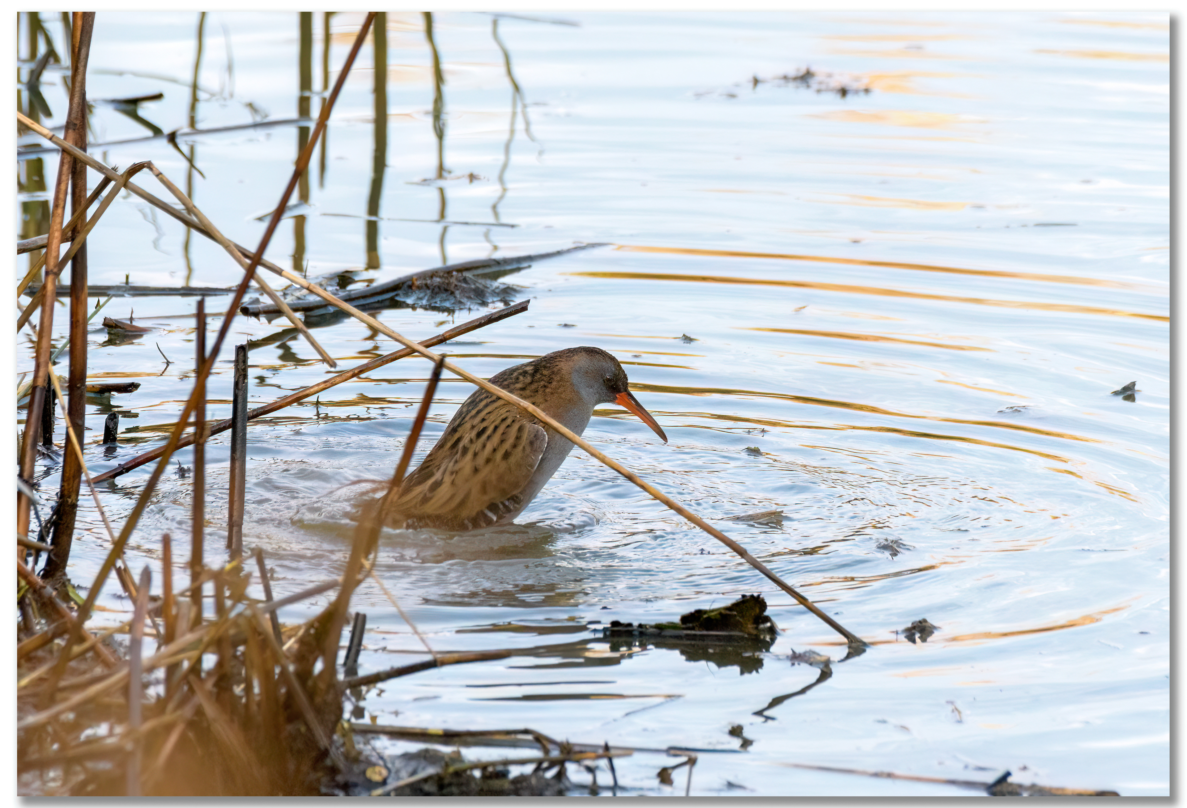 Râle d'eau - Rallus Aquaticus