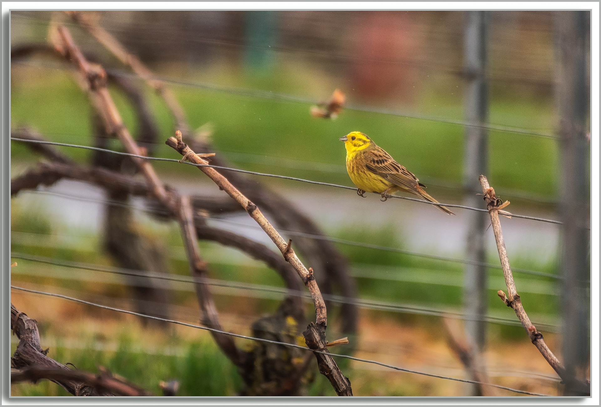 Bruant jaune - Emberiza citrinella