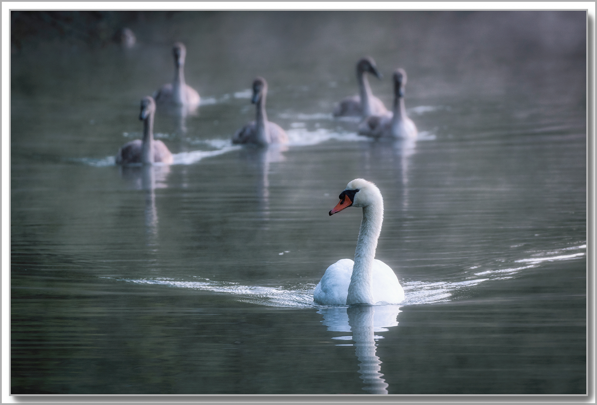 Cygne turberculé - Cygnus Olor