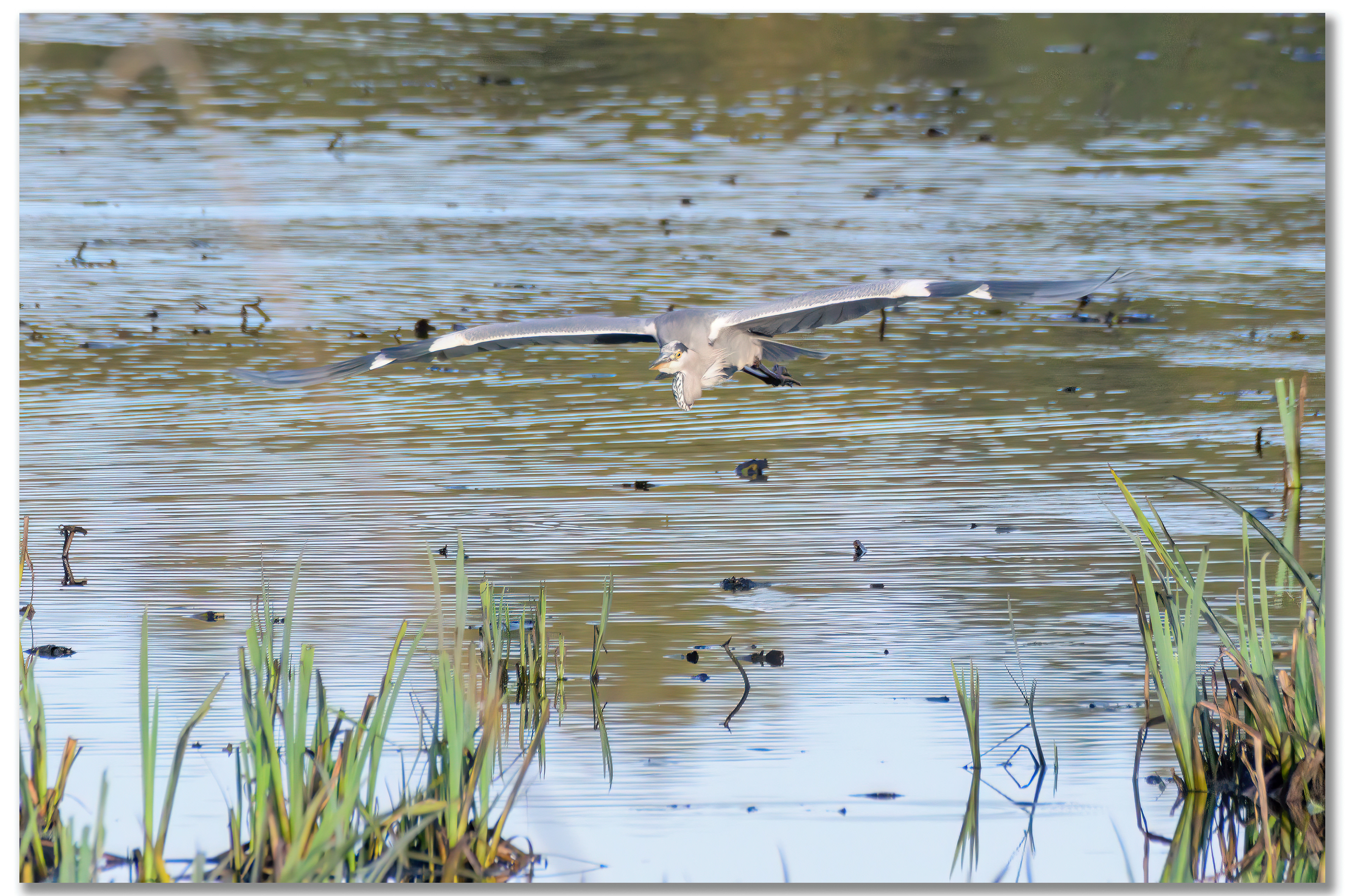 Héron cendré - Ardea Cinerea
