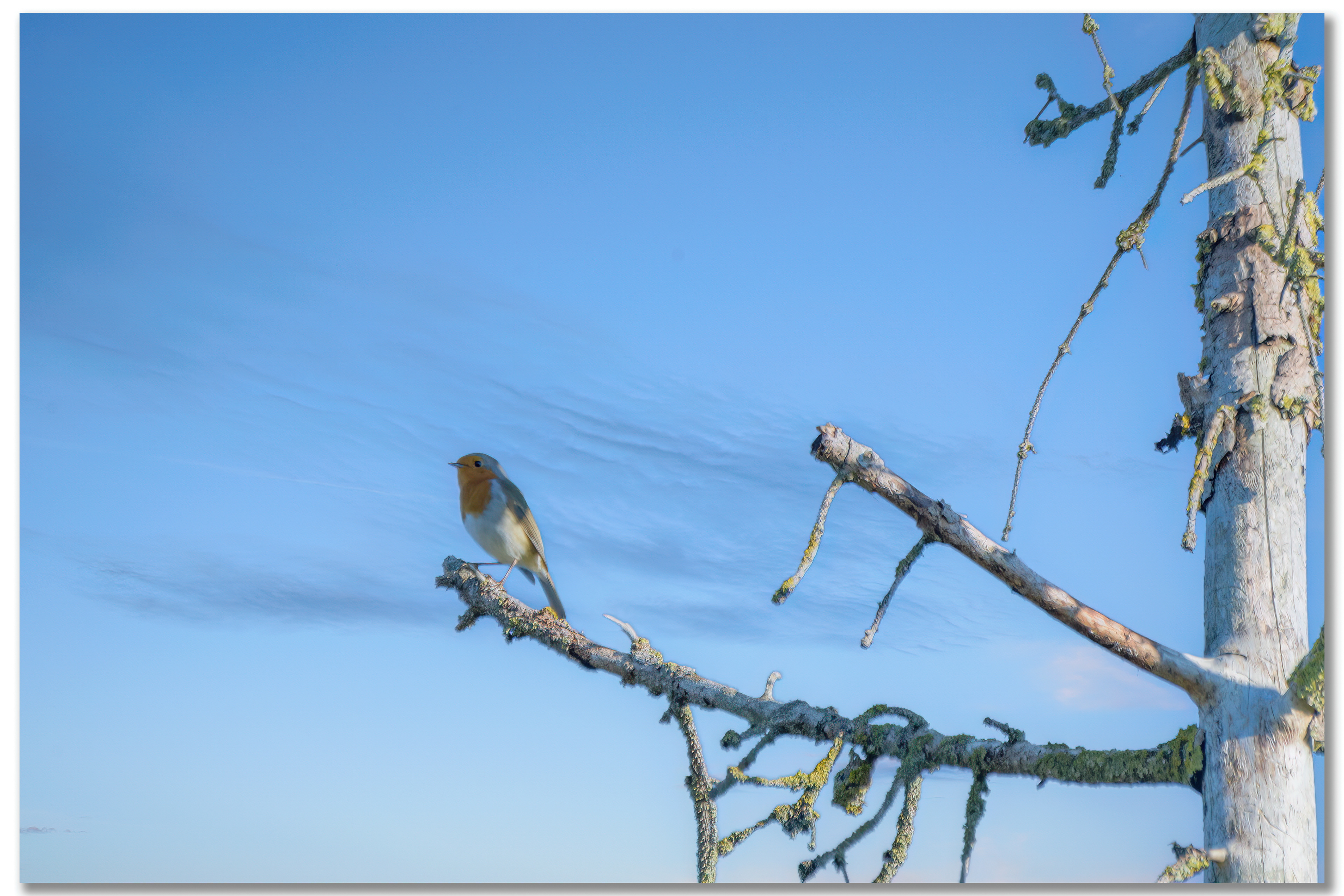 Rougegorge familier - Erithacus rubecula