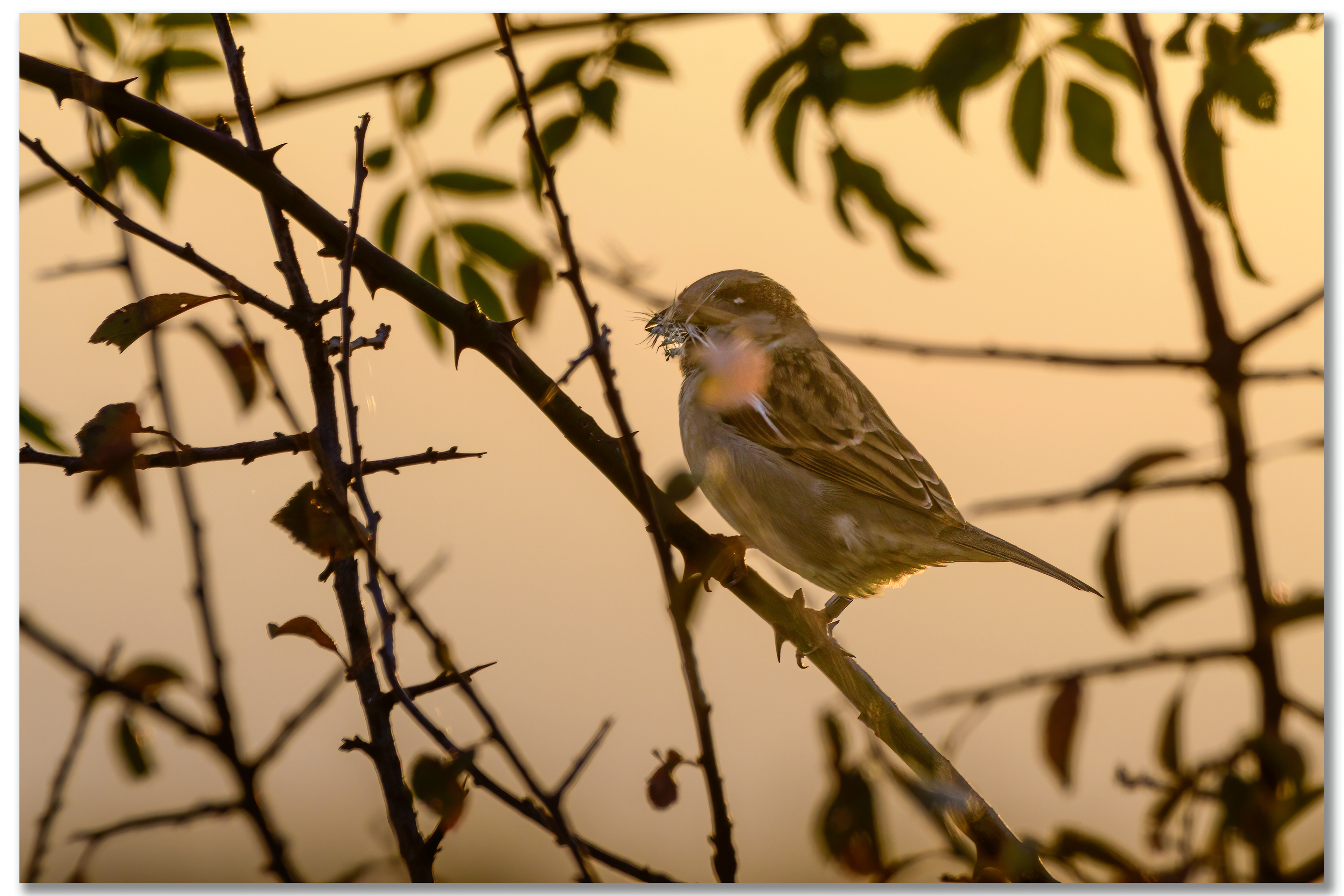 Moineau domestique - Passer domesticus