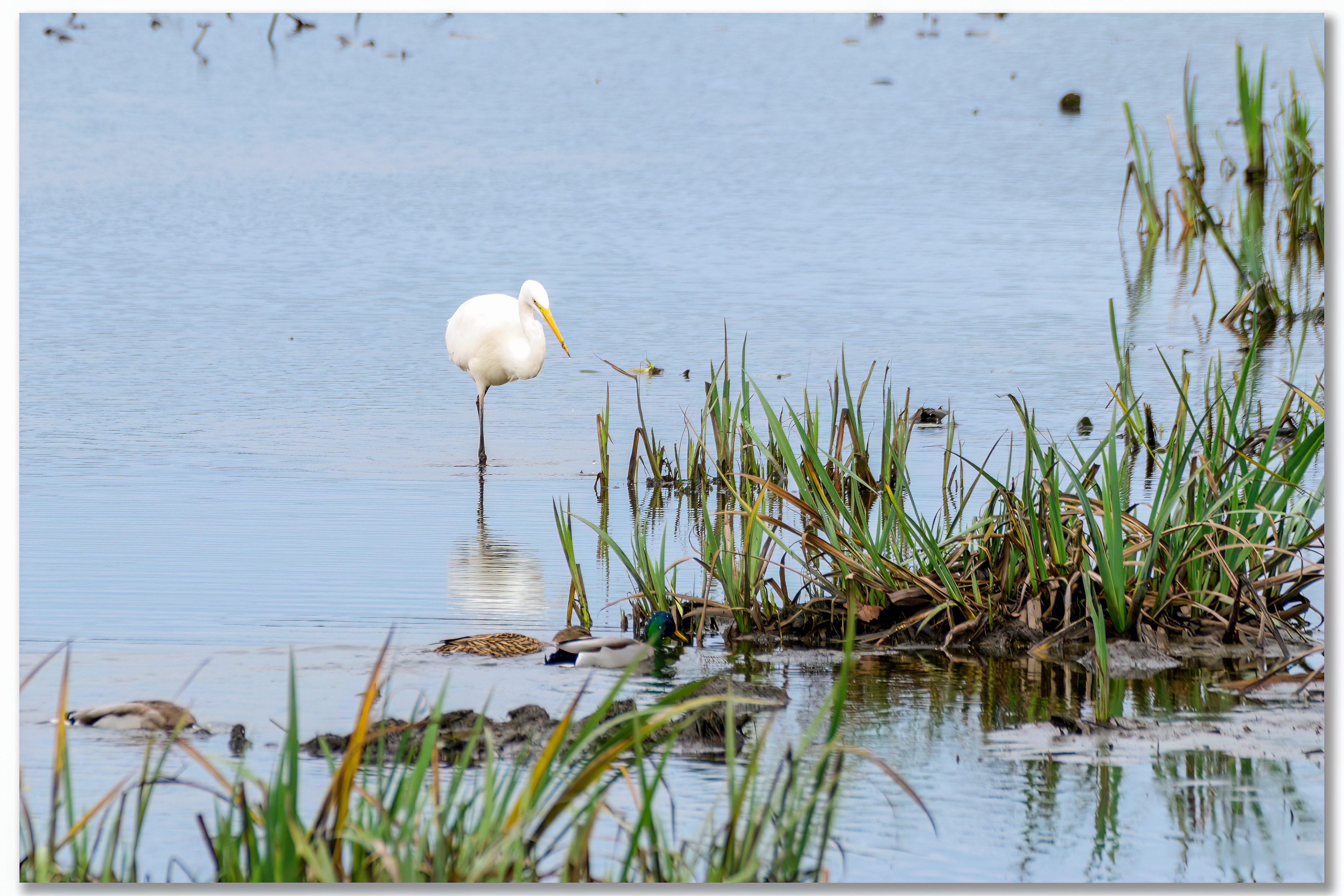Grande aigrette - Ardea alba
